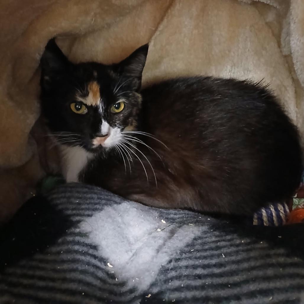 Enlarge Talia, a Adoptable Domestic Short Hair in Houston, TX image 2/3