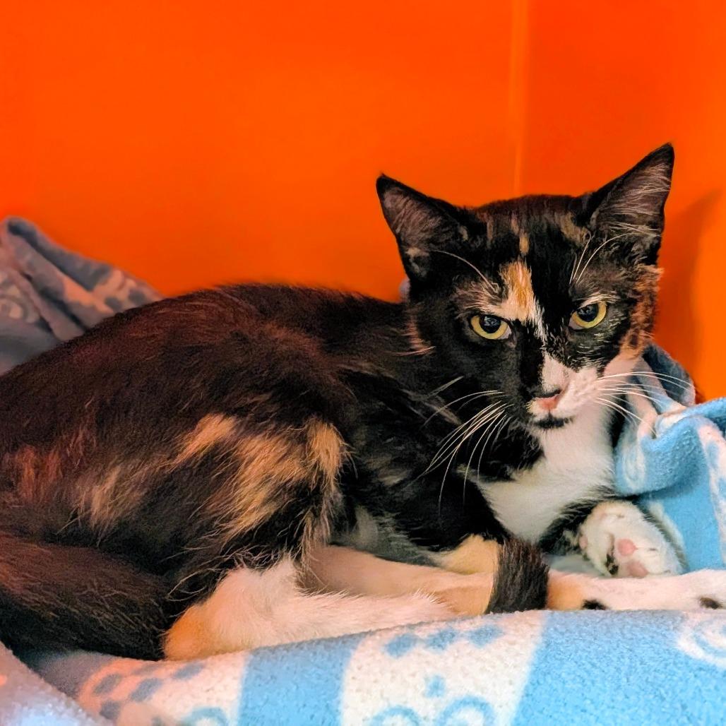 Enlarge Talia, a Adoptable Domestic Short Hair in Houston, TX image 3/3