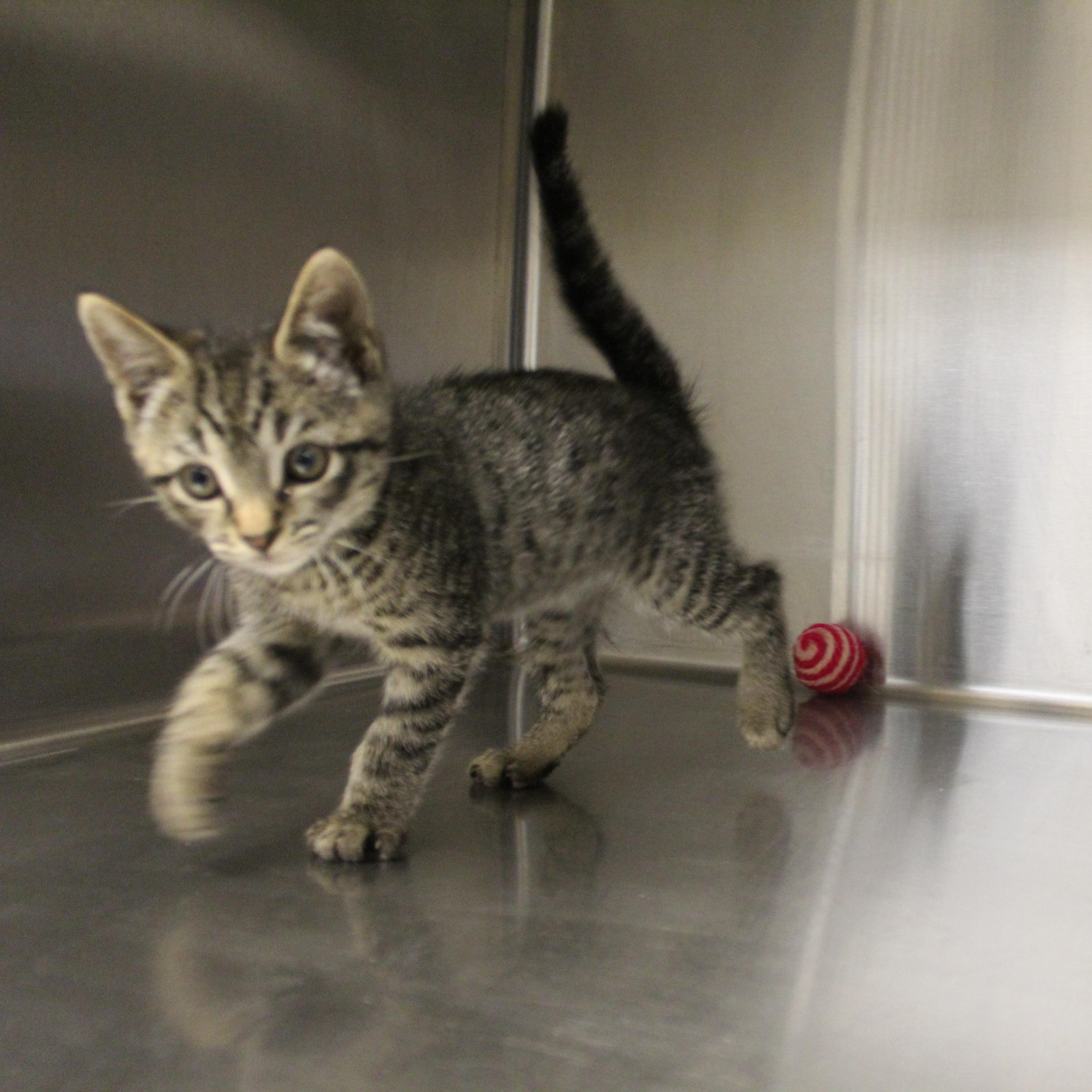 Shadowfax, an adopted Domestic Short Hair in Yucca Valley, CA image 3/5