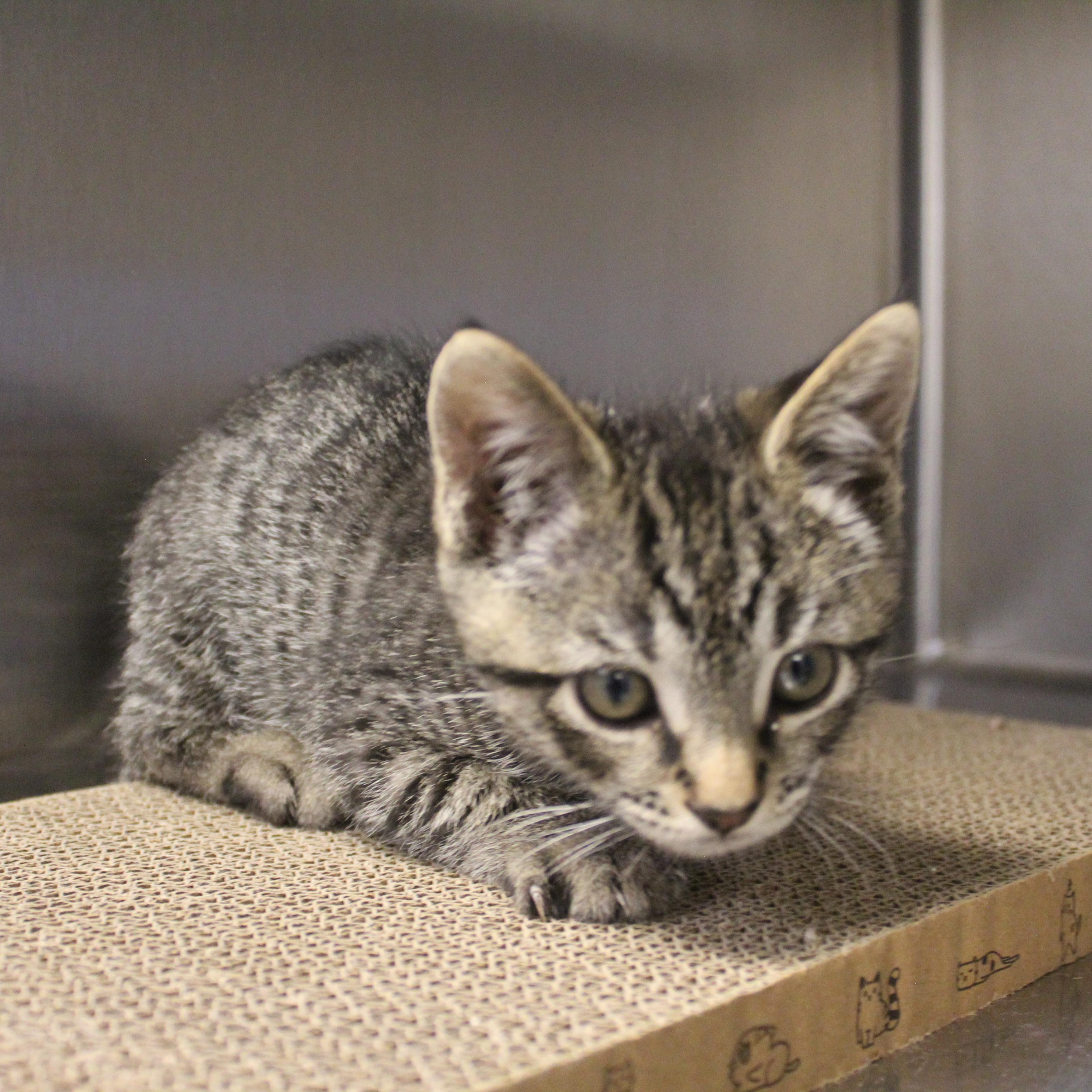 Shadowfax, an adopted Domestic Short Hair in Yucca Valley, CA image 4/5