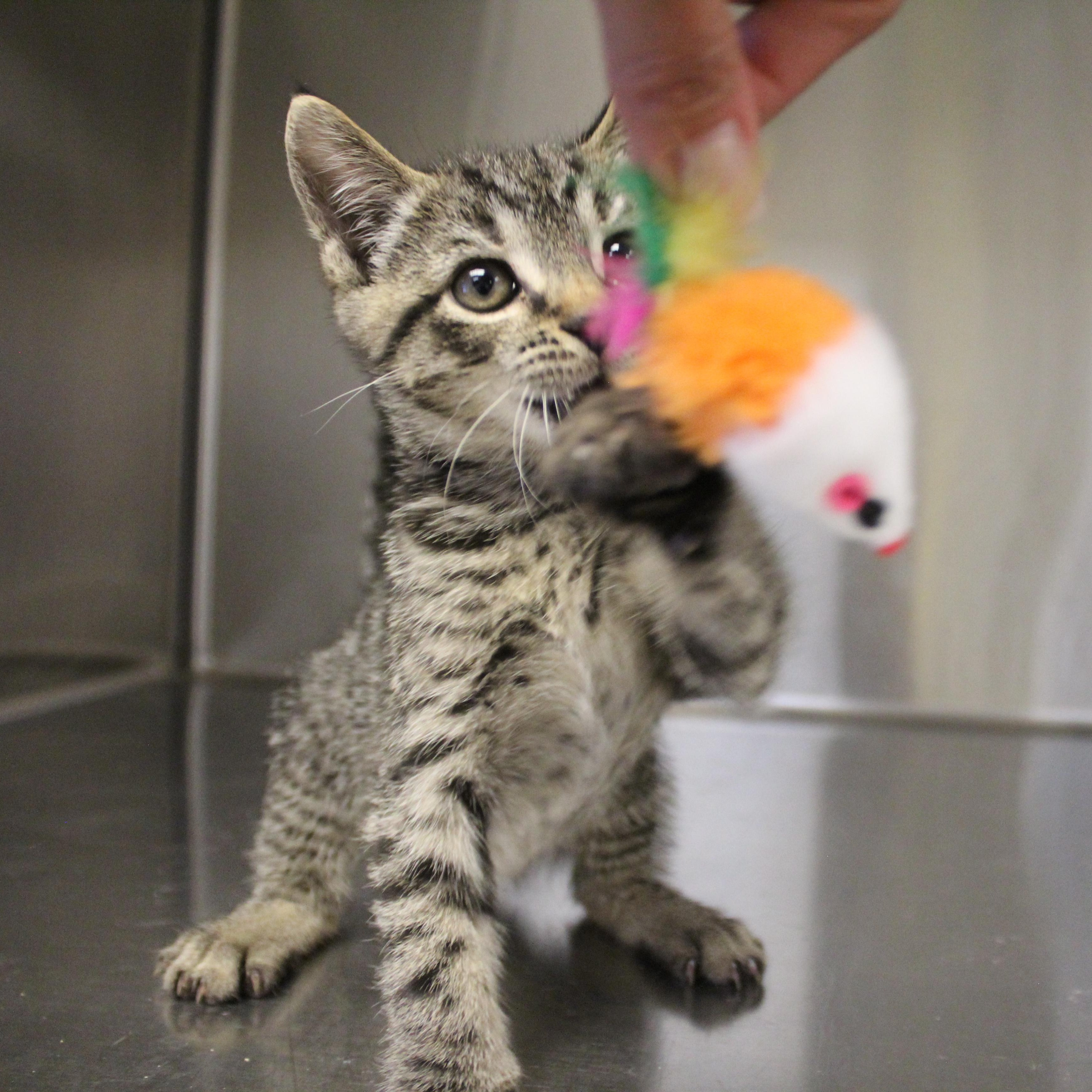 Shadowfax, an adopted Domestic Short Hair in Yucca Valley, CA image 2/5