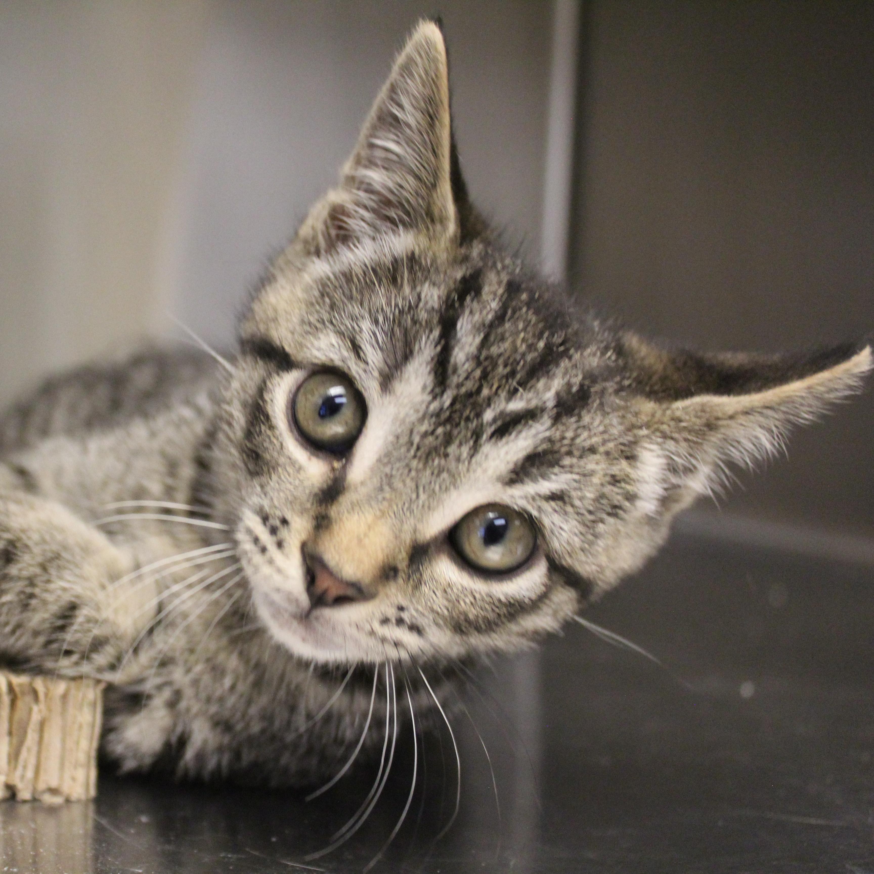Shadowfax, an adopted Domestic Short Hair in Yucca Valley, CA image 1/5