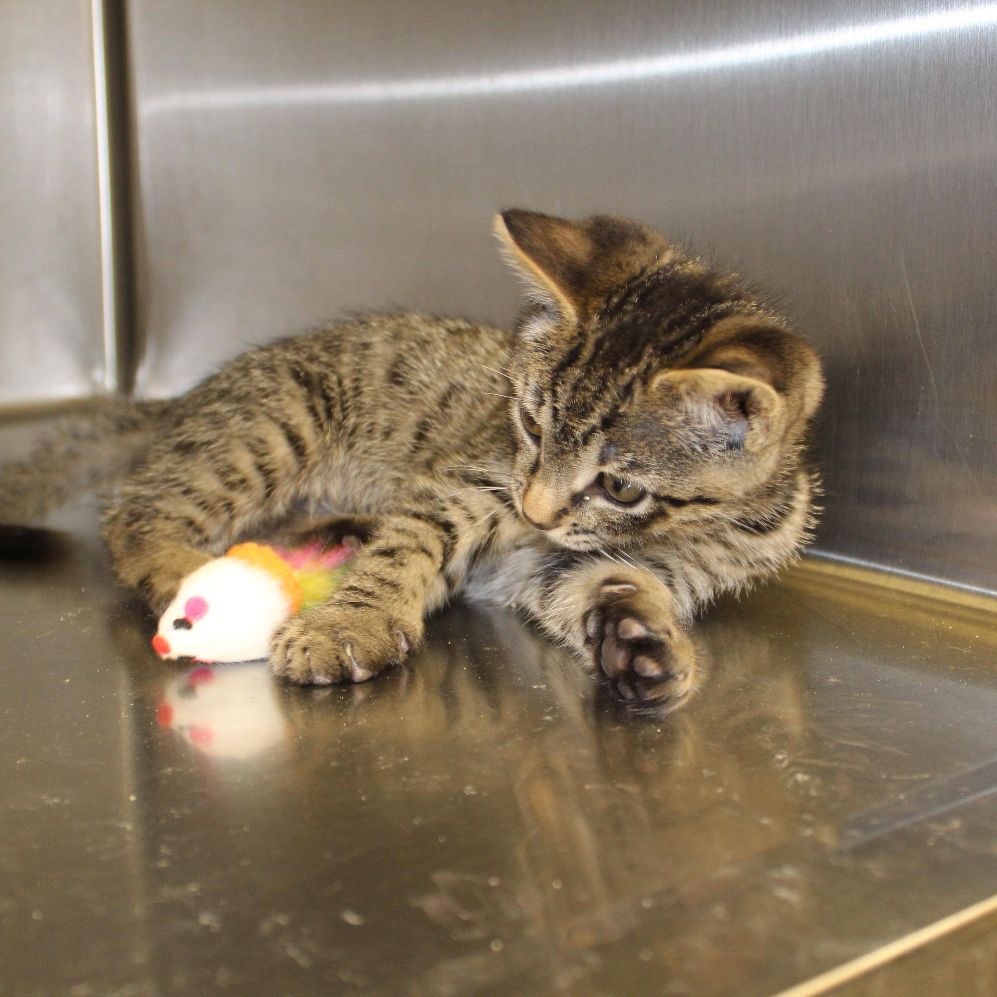 Shadowfax, an adopted Domestic Short Hair in Yucca Valley, CA image 5/5