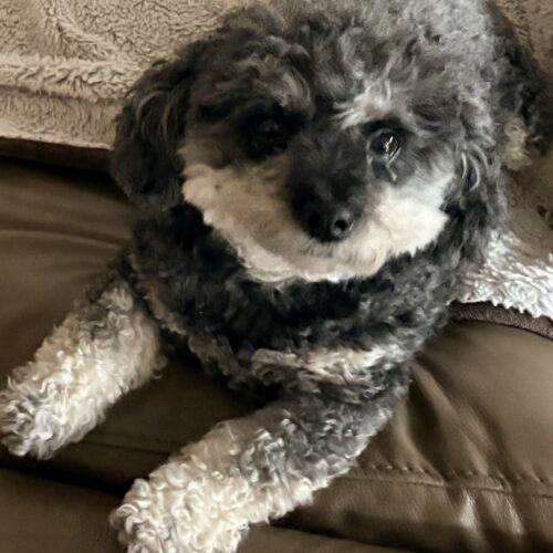 Luigi, a Adoptable Miniature Poodle in Plantation, FL image 2/3