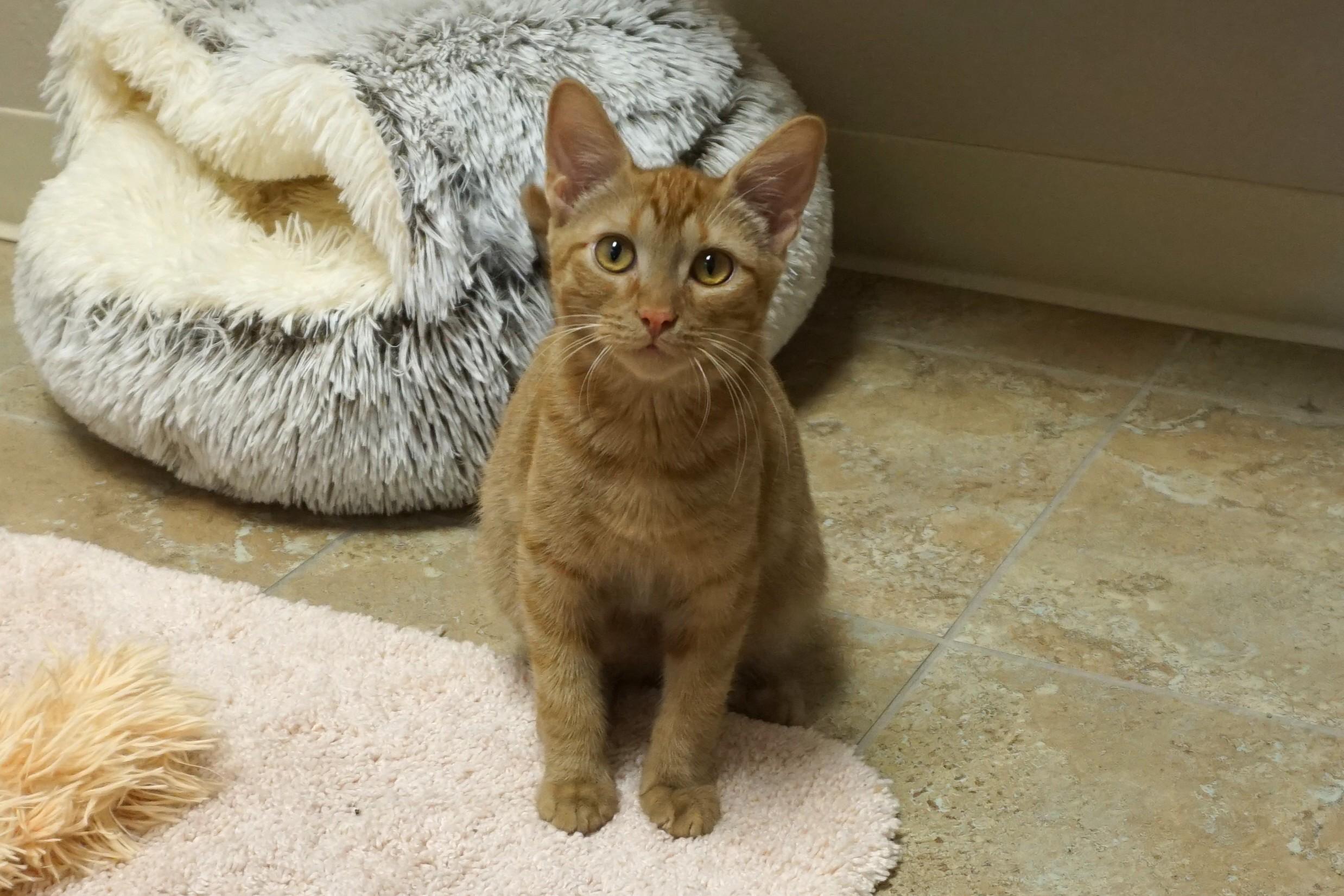 Argo, an adoptable Domestic Short Hair in Fountain Hills, AZ image 1/6