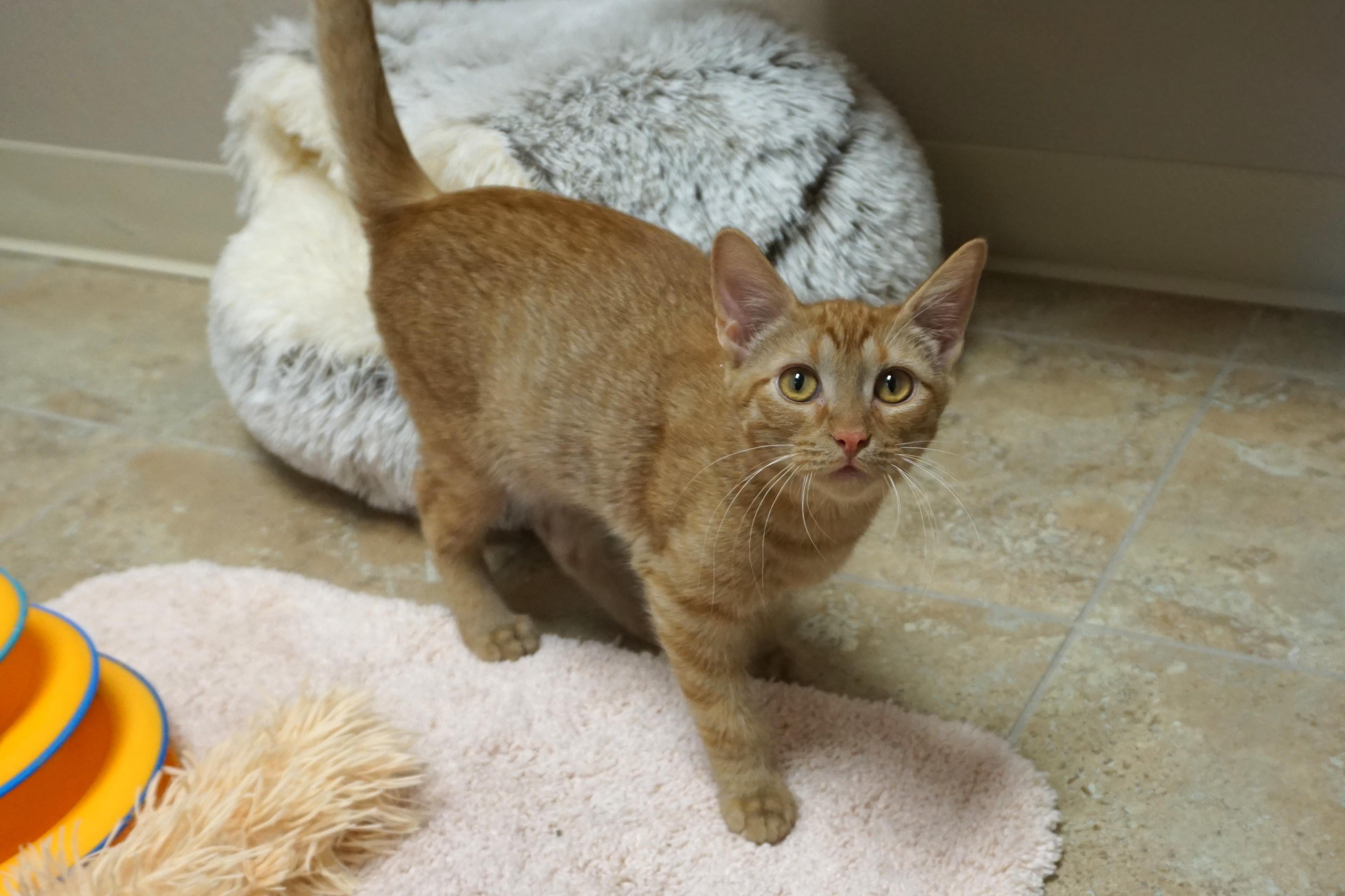 Argo, an adoptable Domestic Short Hair in Fountain Hills, AZ image 2/6