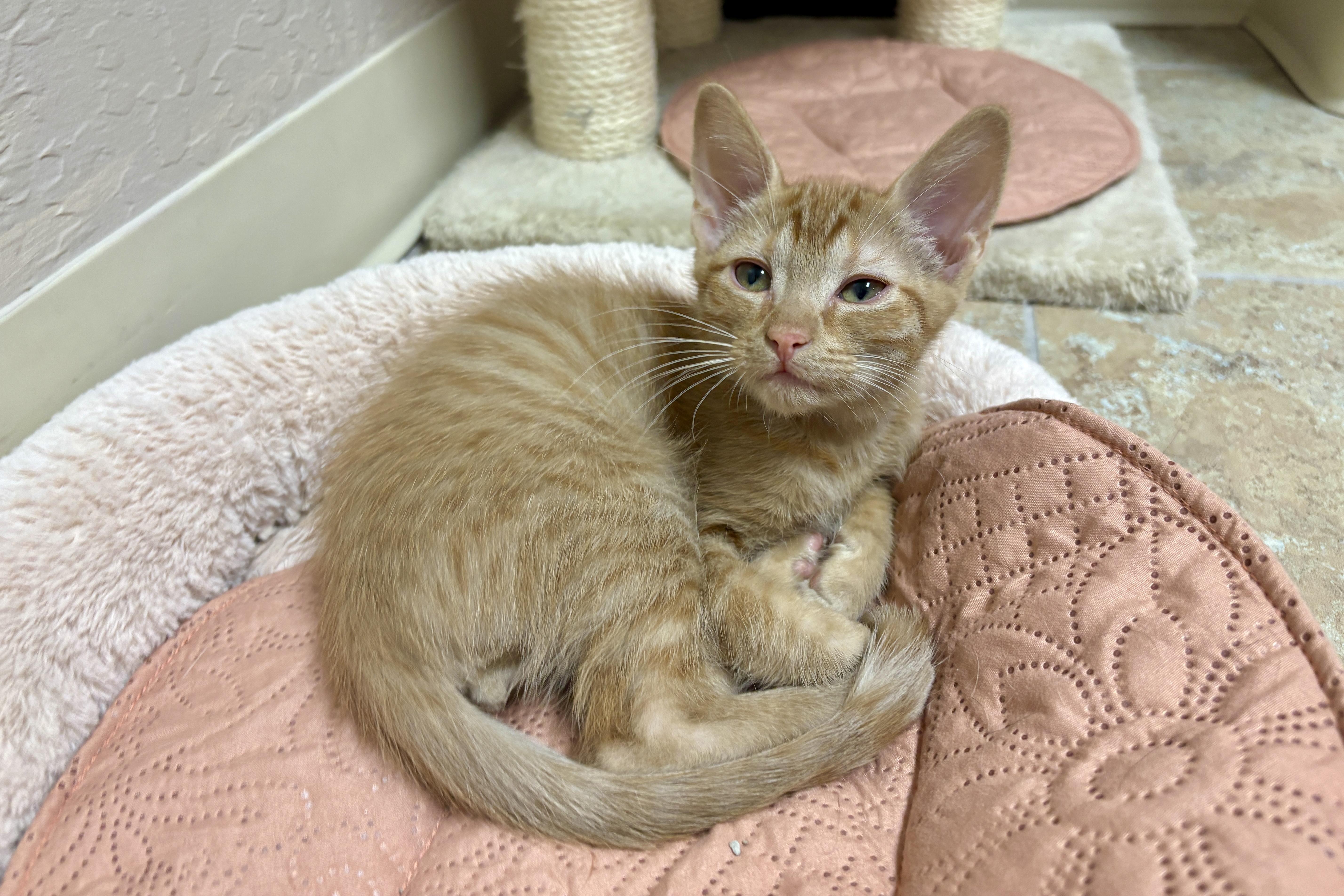 Argo, ADOPTABLE, Kitten Male Domestic Short Hair.