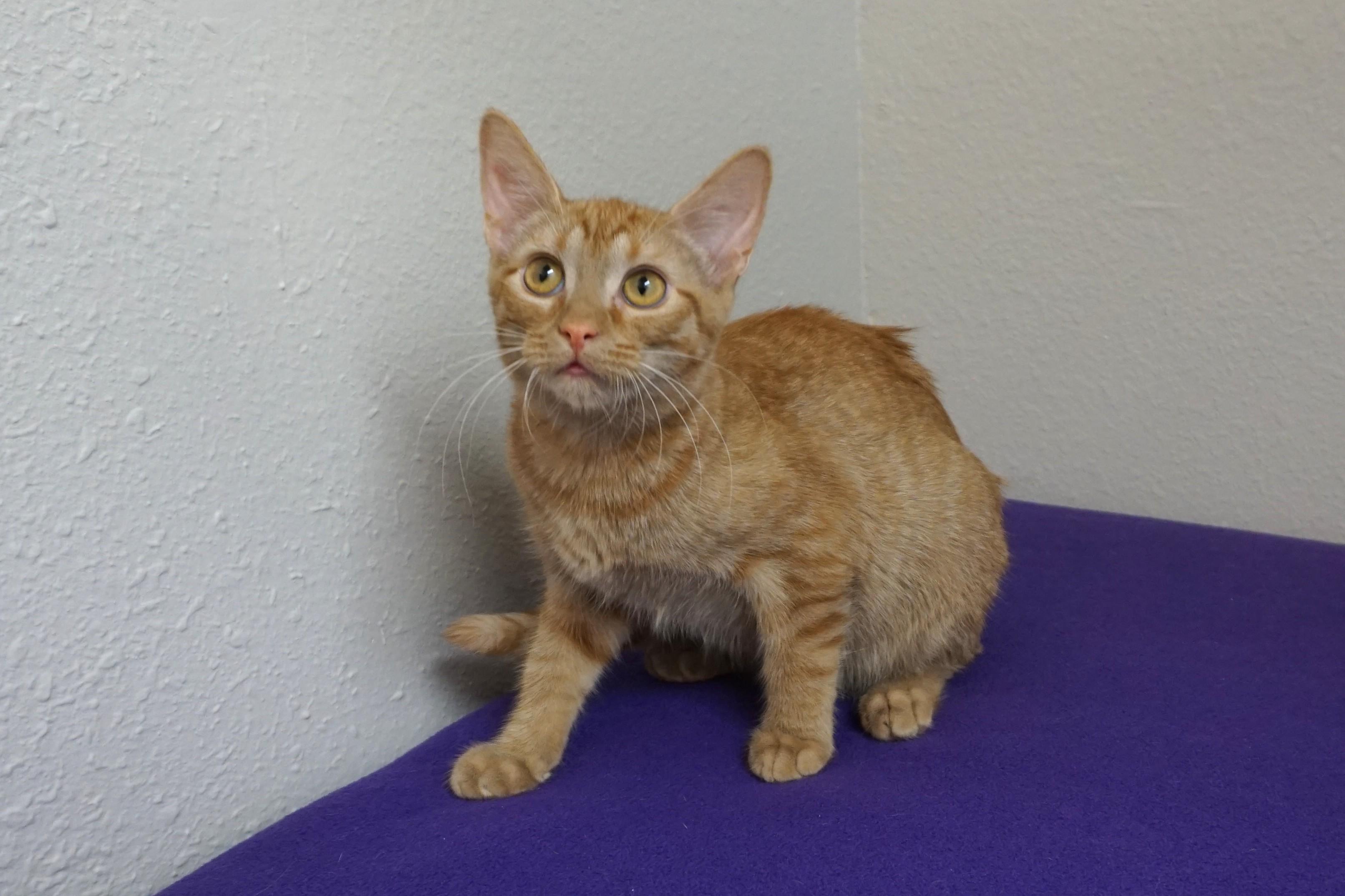 Argo, an adoptable Domestic Short Hair in Fountain Hills, AZ image 4/6