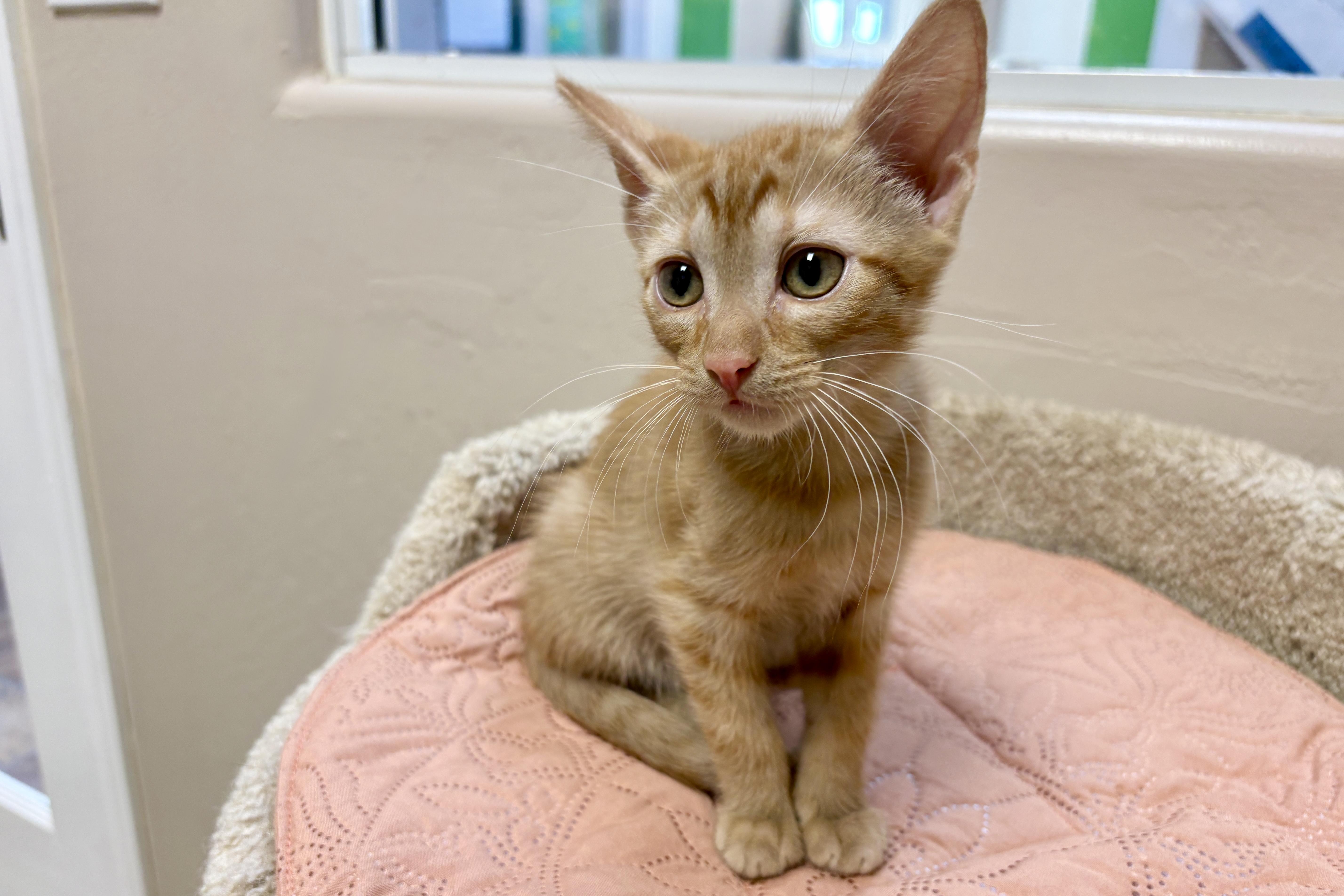 Argo, a ADOPTABLE Domestic Short Hair in Fountain Hills, AZ image 2/2