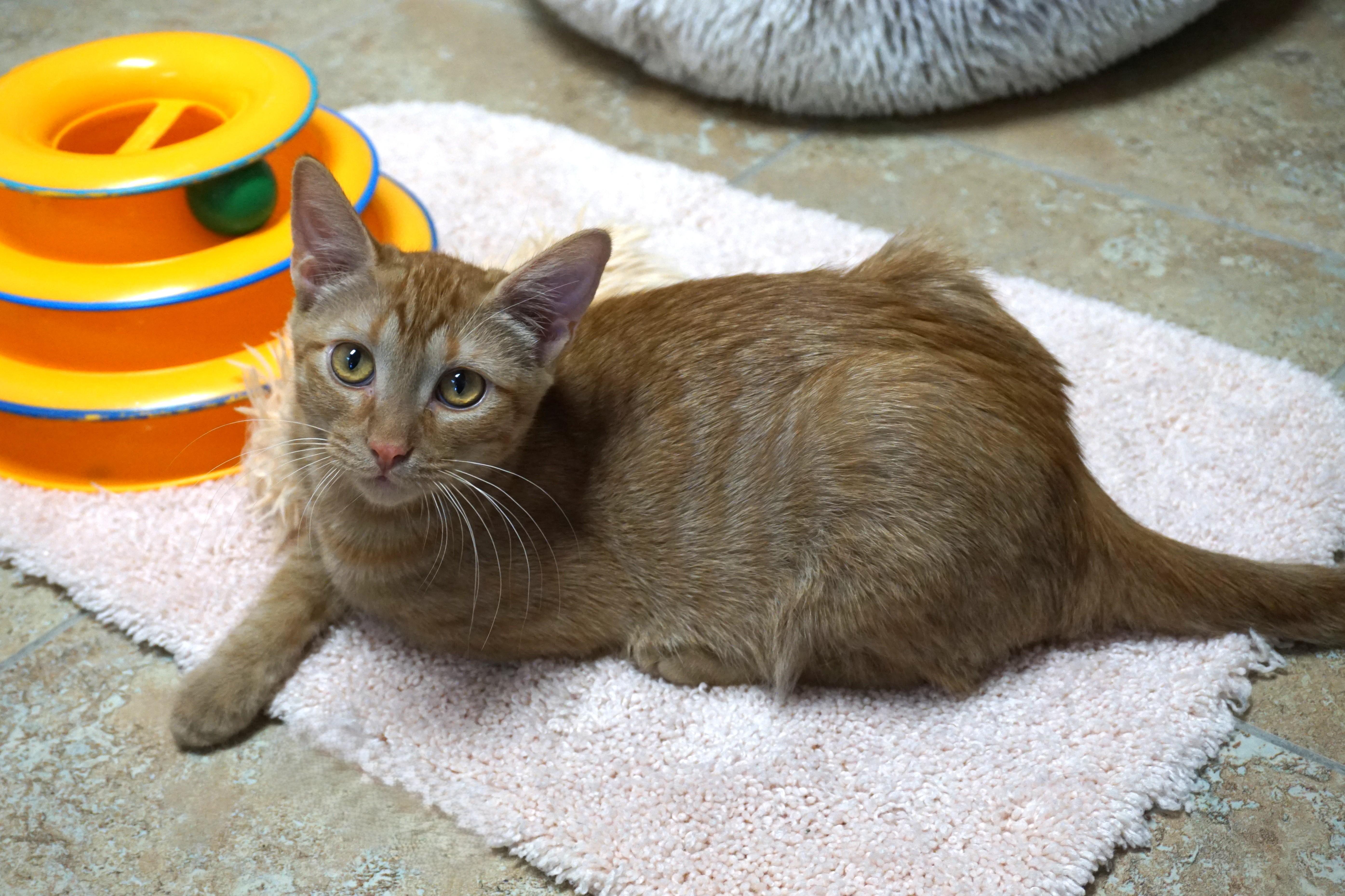 Argo, an adoptable Domestic Short Hair in Fountain Hills, AZ image 3/6