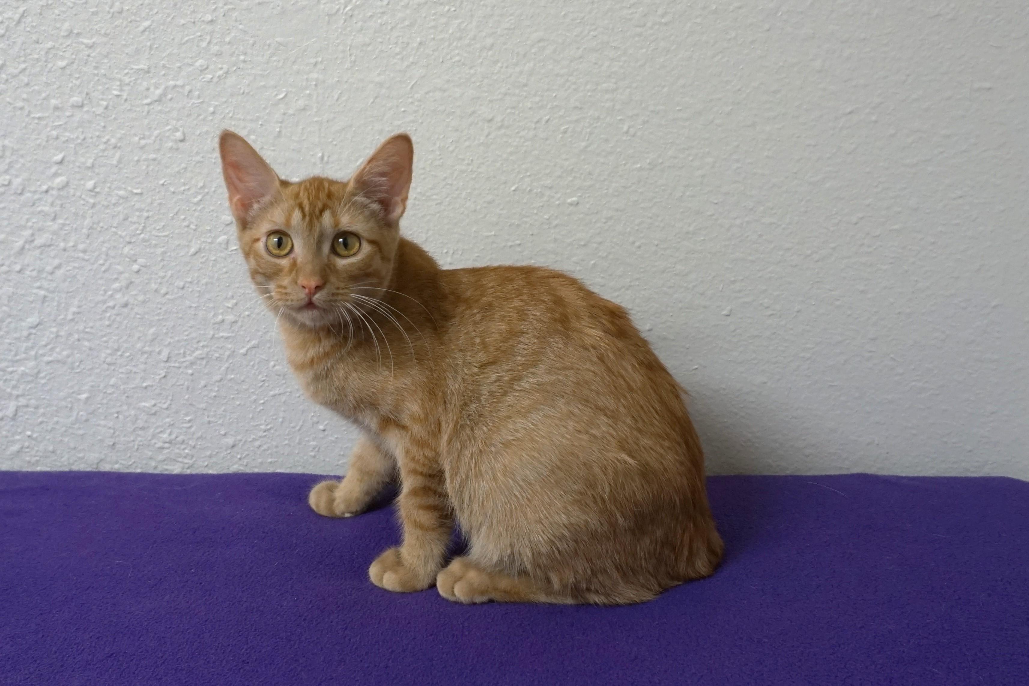 Argo, an adoptable Domestic Short Hair in Fountain Hills, AZ image 5/6