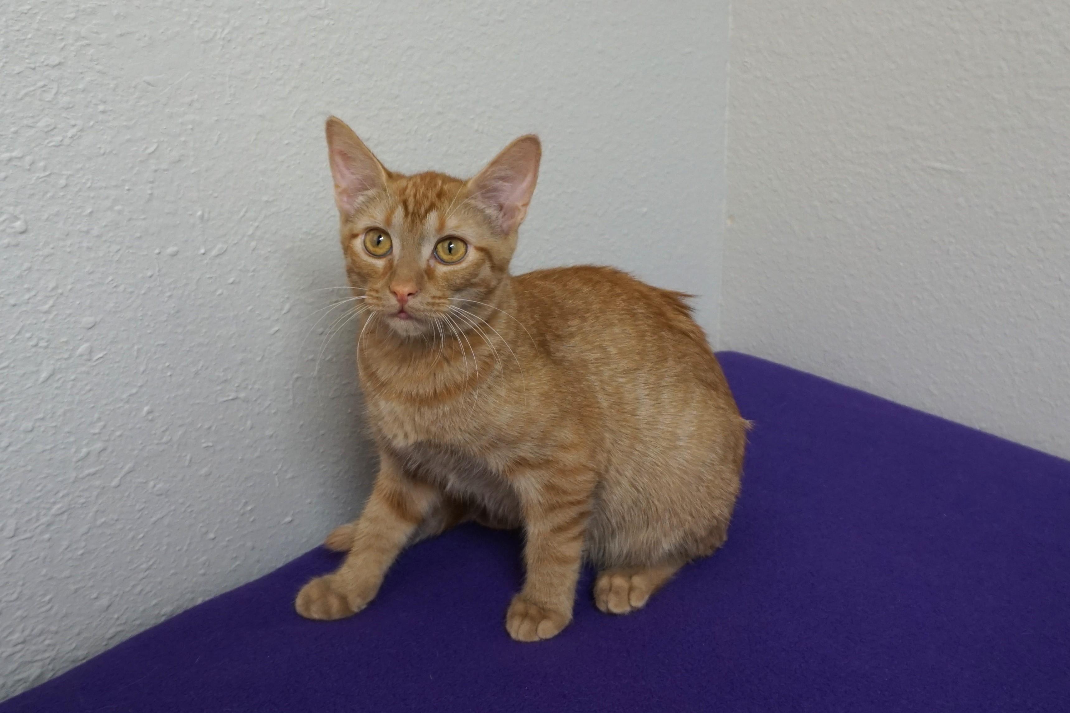 Argo, an adoptable Domestic Short Hair in Fountain Hills, AZ image 6/6