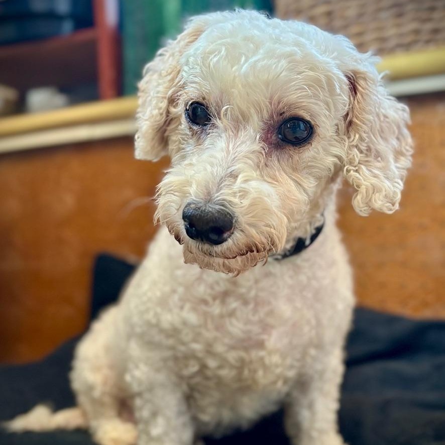 Tiffany, a ADOPTABLE Bichon Frise in Hartland, WI image 2/5