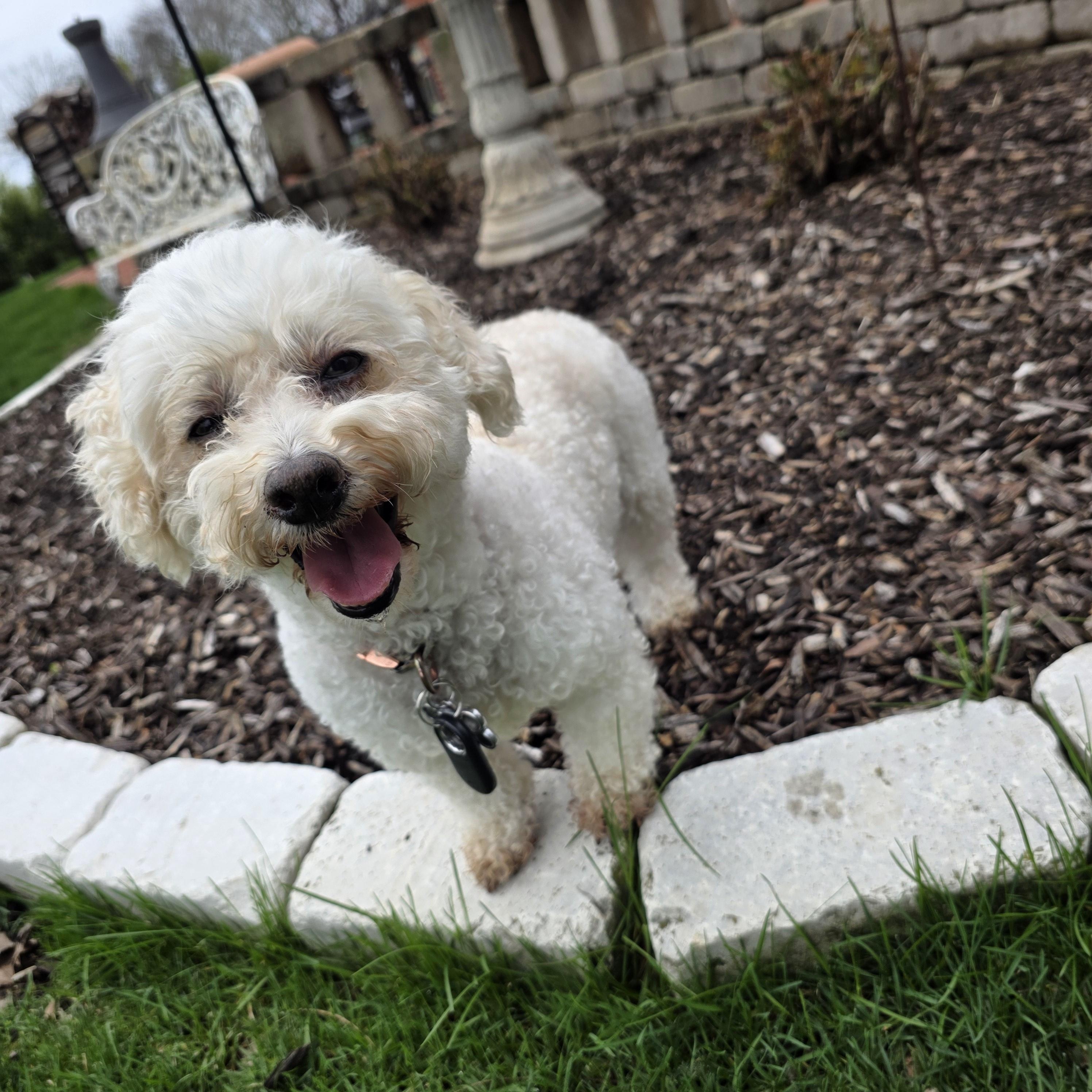 Enlarge Tiffany, a ADOPTABLE Bichon Frise in Hartland, WI image 2/6