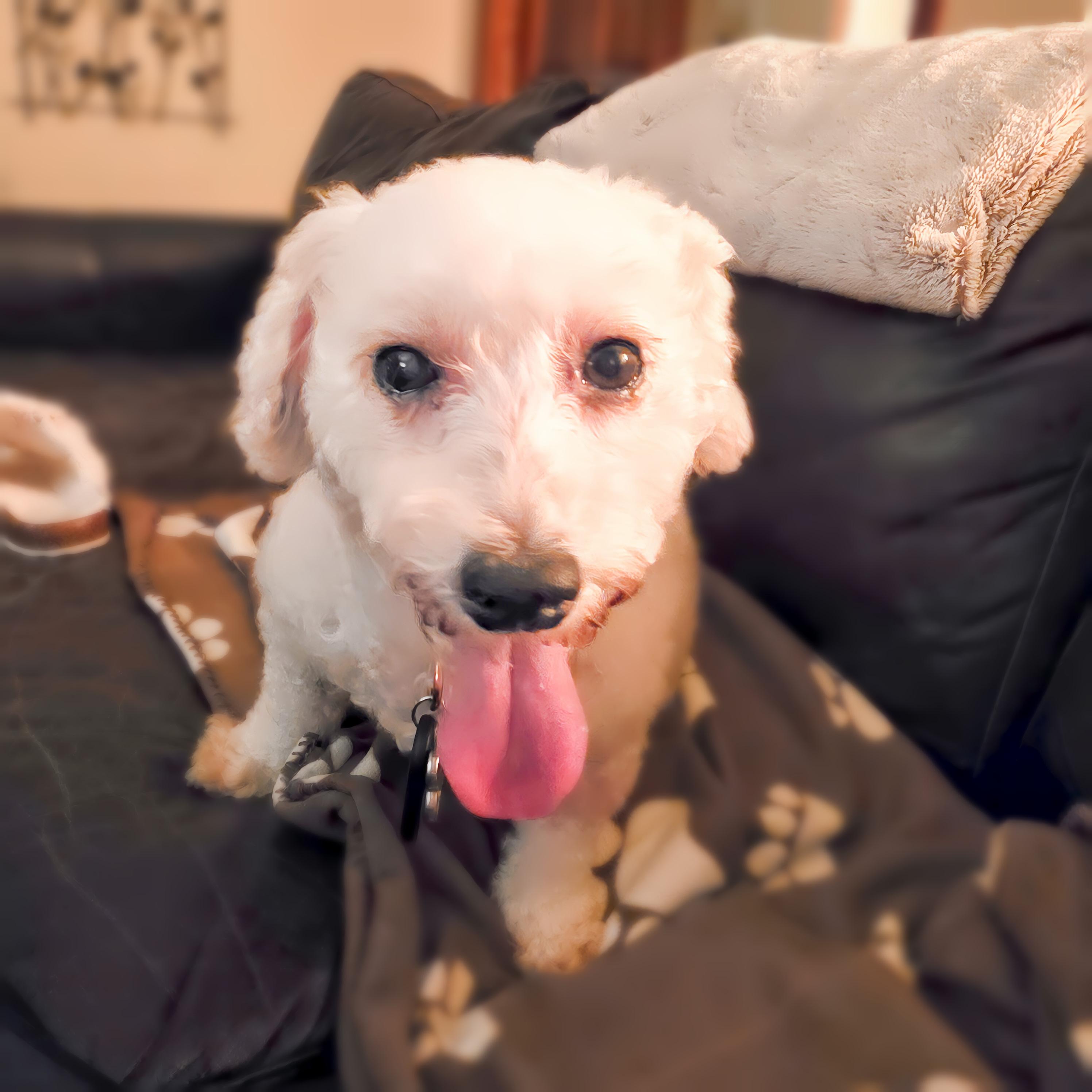 Enlarge Tiffany, a ADOPTABLE Bichon Frise in Hartland, WI image 4/6