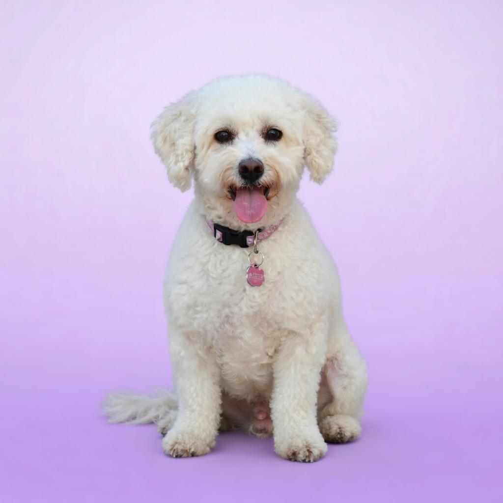 Tiffany, ADOPTABLE, Adult Female Bichon Frise.