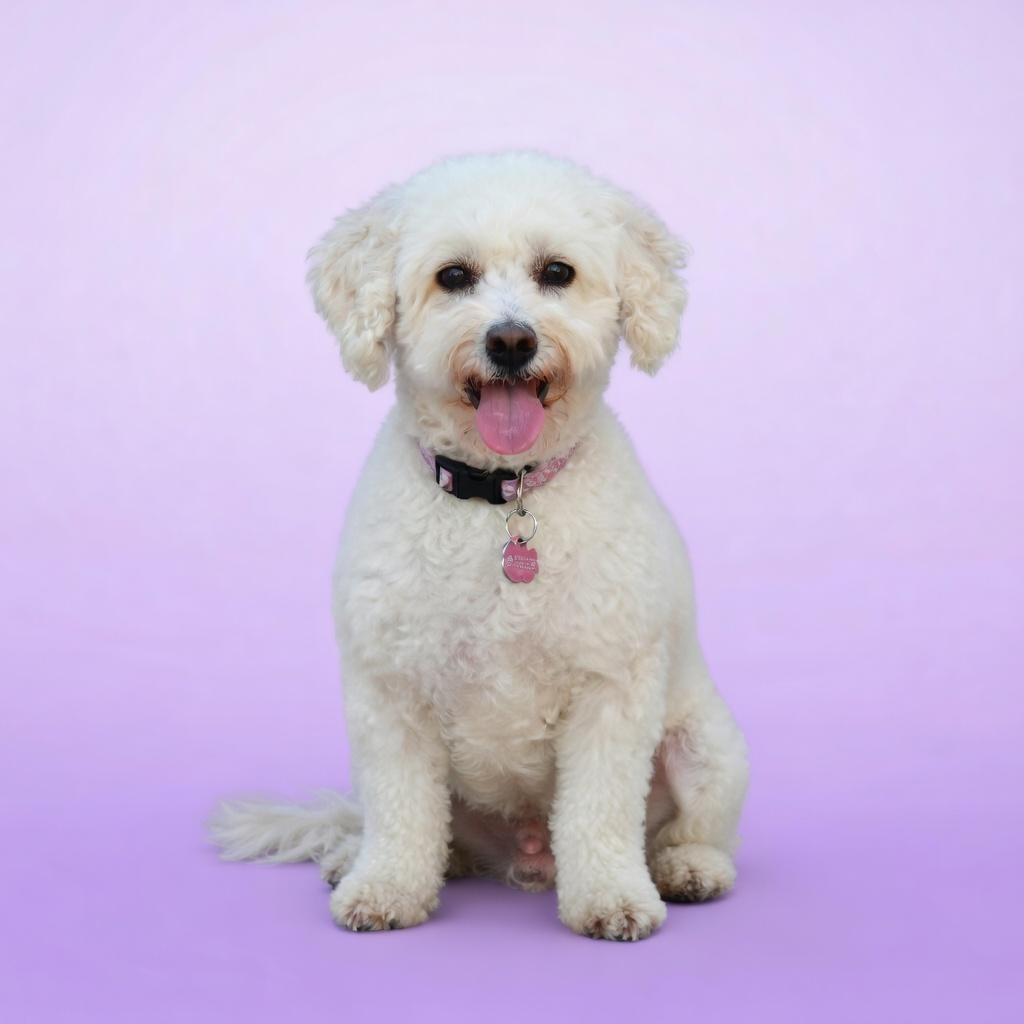 Enlarge Tiffany, a ADOPTABLE Bichon Frise in Hartland, WI image 3/6