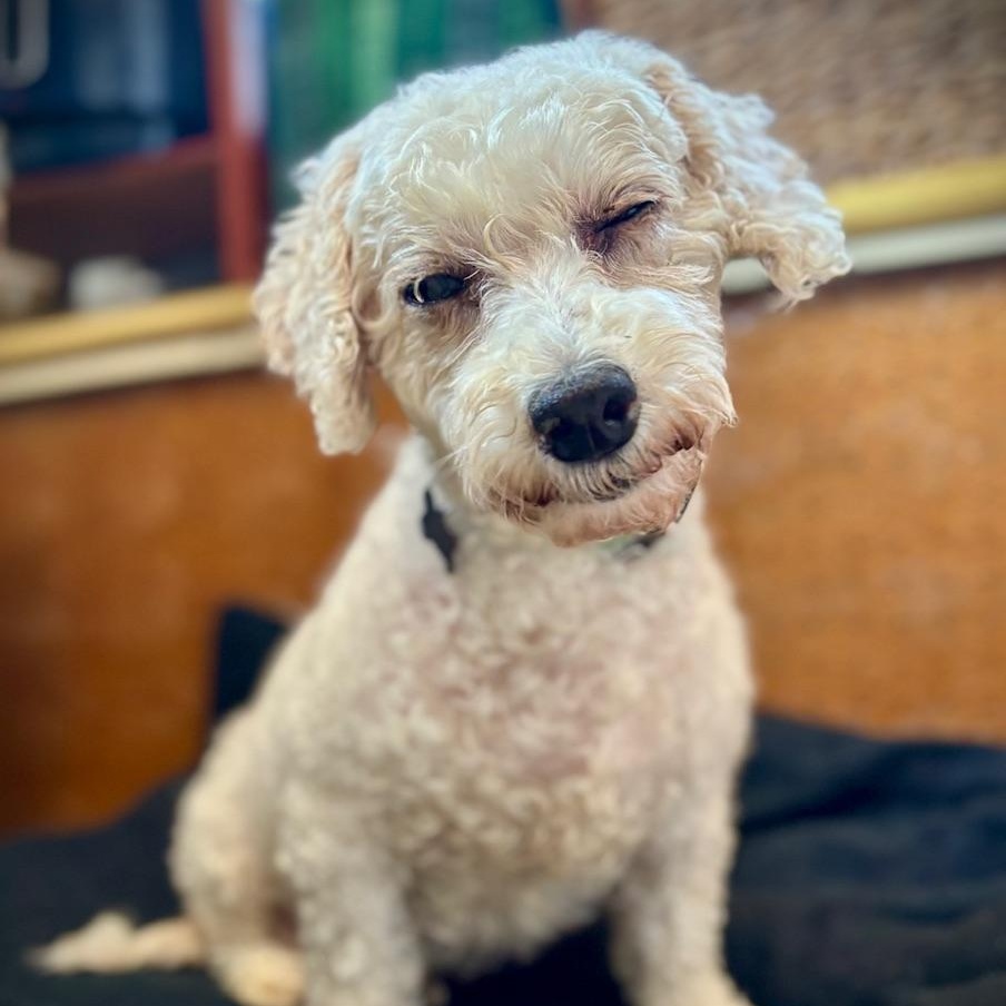 Tiffany, a ADOPTABLE Bichon Frise in Hartland, WI image 5/5