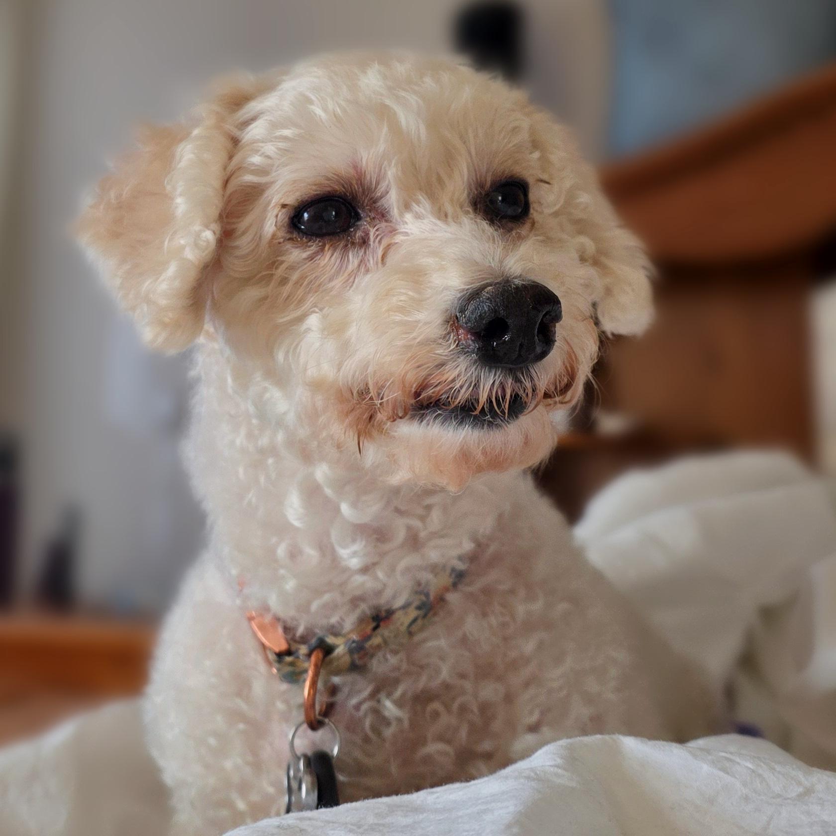 Enlarge Tiffany, a ADOPTABLE Bichon Frise in Hartland, WI image 2/6
