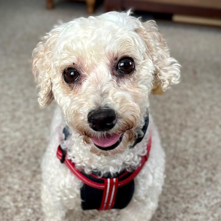 Tiffany, ADOPTABLE, Adult Female Bichon Frise.