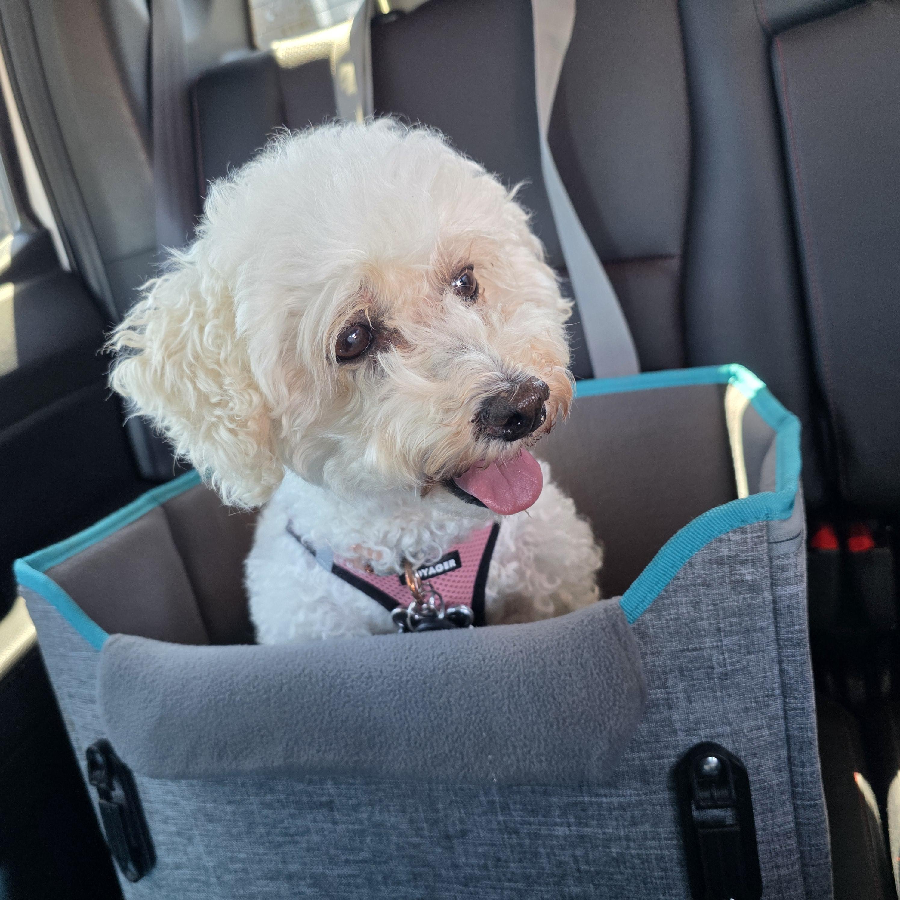 Enlarge Tiffany, a ADOPTABLE Bichon Frise in Hartland, WI image 3/6