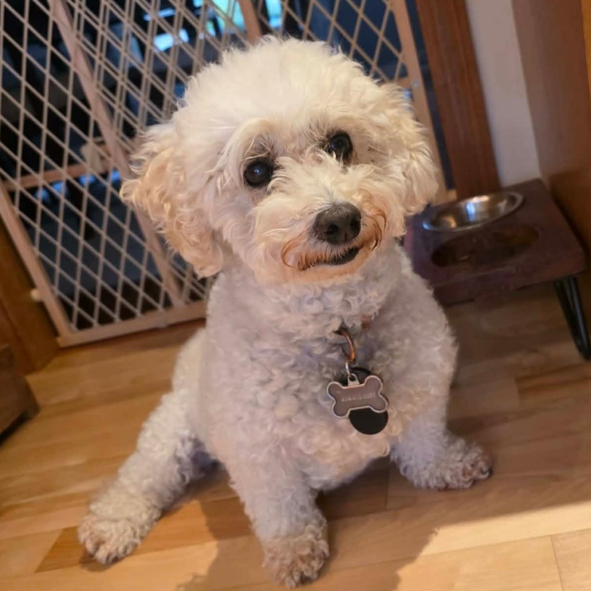 Enlarge Tiffany, a ADOPTABLE Bichon Frise in Hartland, WI image 1/6