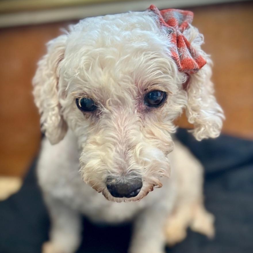 Tiffany, a ADOPTABLE Bichon Frise in Hartland, WI image 4/5