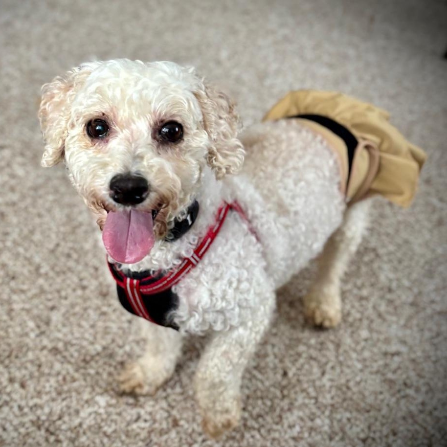 Tiffany, a ADOPTABLE Bichon Frise in Hartland, WI image 3/5