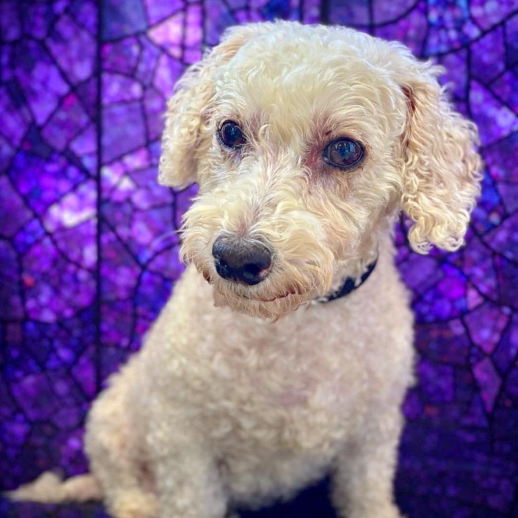 Tiffany, ADOPTABLE, Adult Female Bichon Frise.