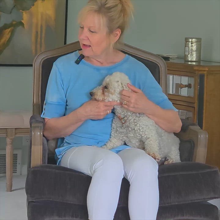 Enlarge Tiffany, a ADOPTABLE Bichon Frise in Hartland, WI video 6/6