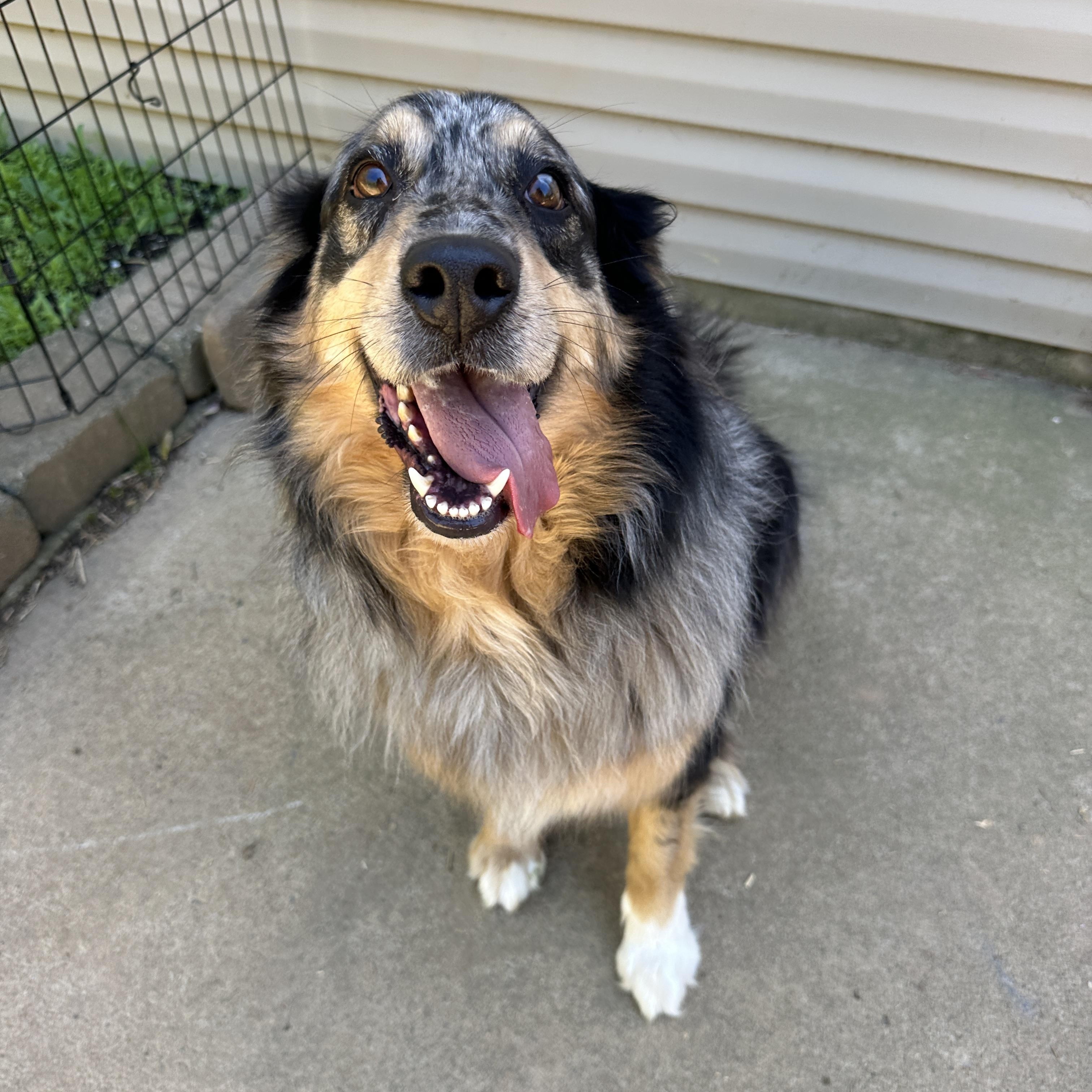 Briar, a ADOPTABLE Australian Shepherd in MOORESVILLE, NC image 3/4