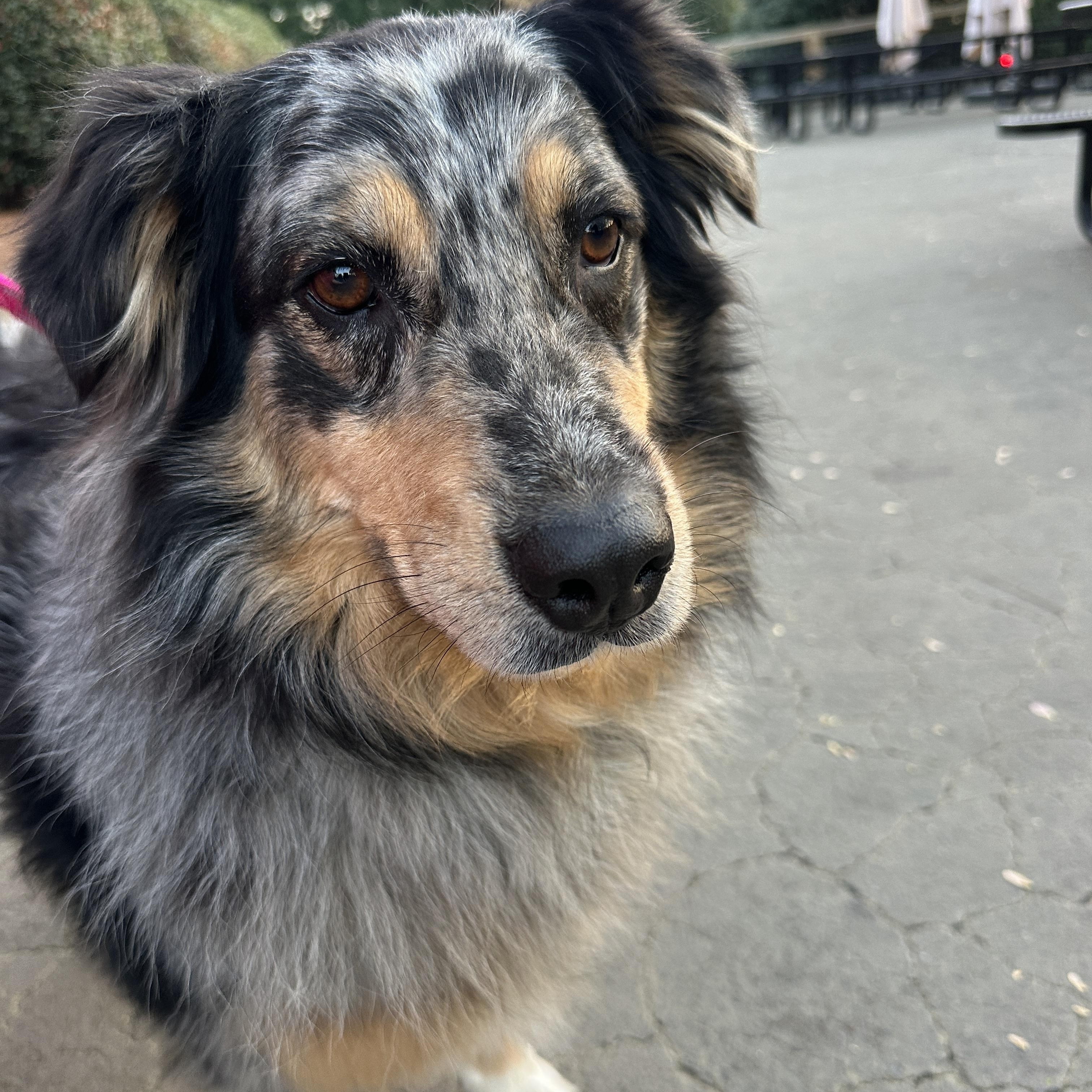 Briar, a ADOPTABLE Australian Shepherd in MOORESVILLE, NC image 2/4
