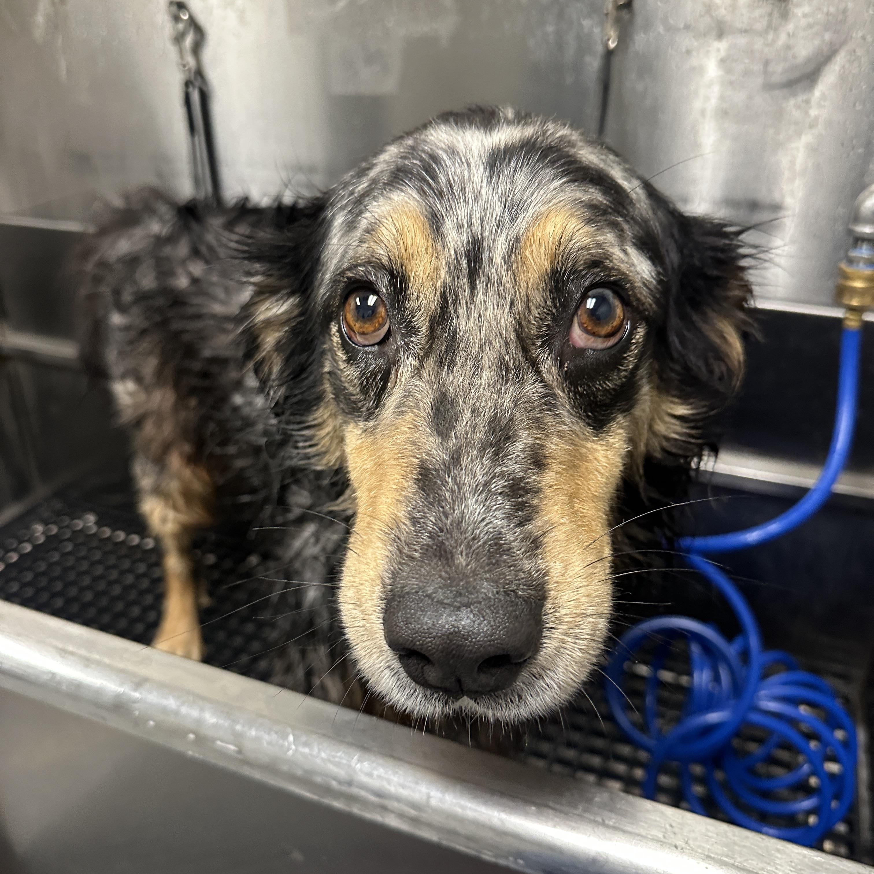 Briar, a ADOPTABLE Australian Shepherd in MOORESVILLE, NC image 4/4