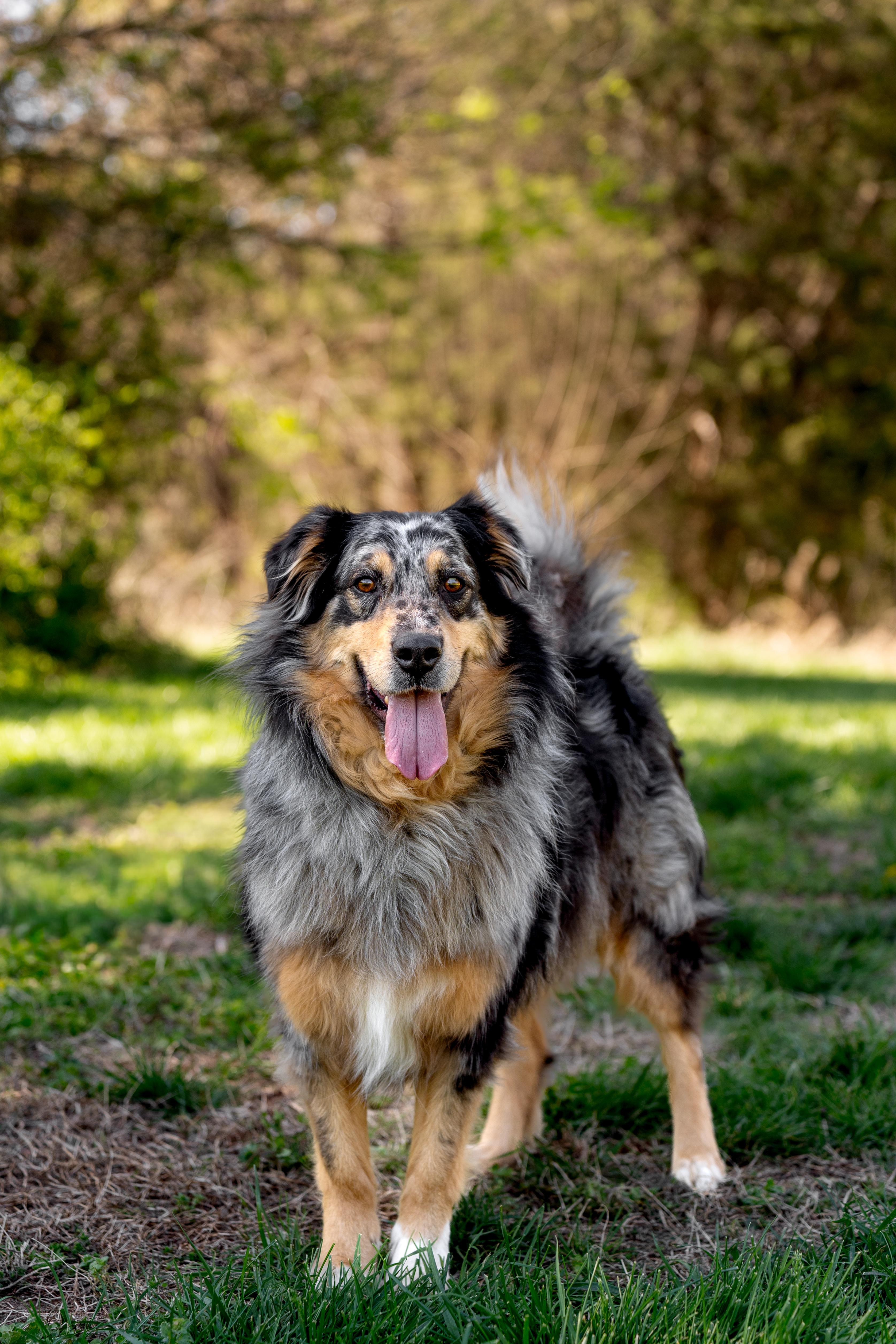 Briar, a ADOPTABLE Australian Shepherd in MOORESVILLE, NC image 1/4