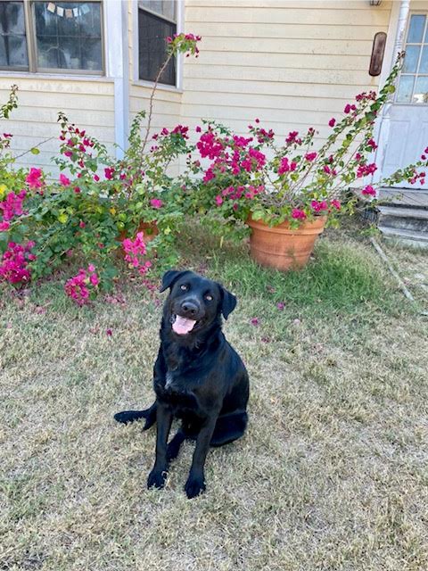 Enlarge Coal, a Adoptable mixed breed in Johnson City, TX image 1/1