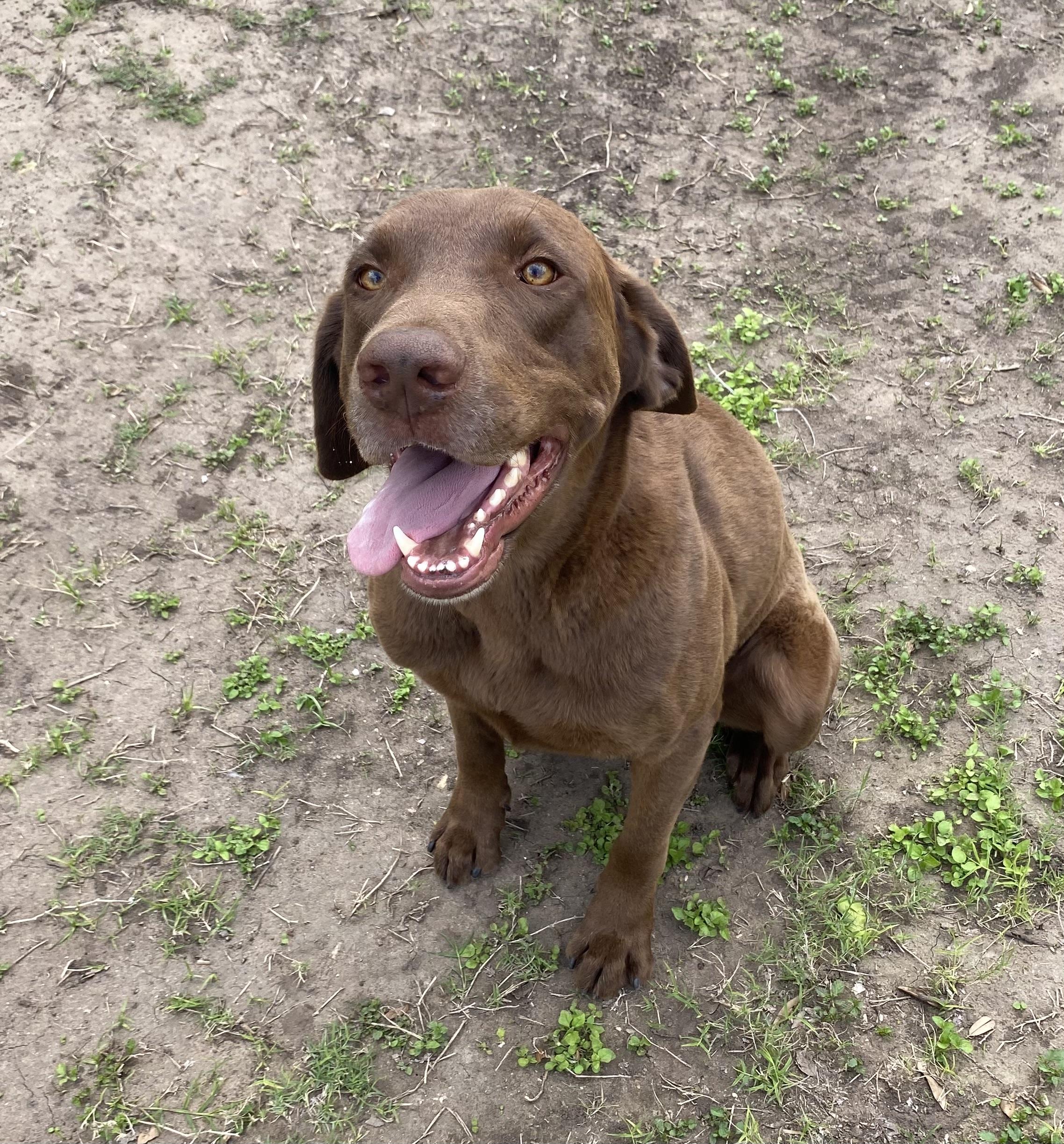 Griz, an adopted Chocolate Labrador Retriever in Pittsburgh, PA image 2/4