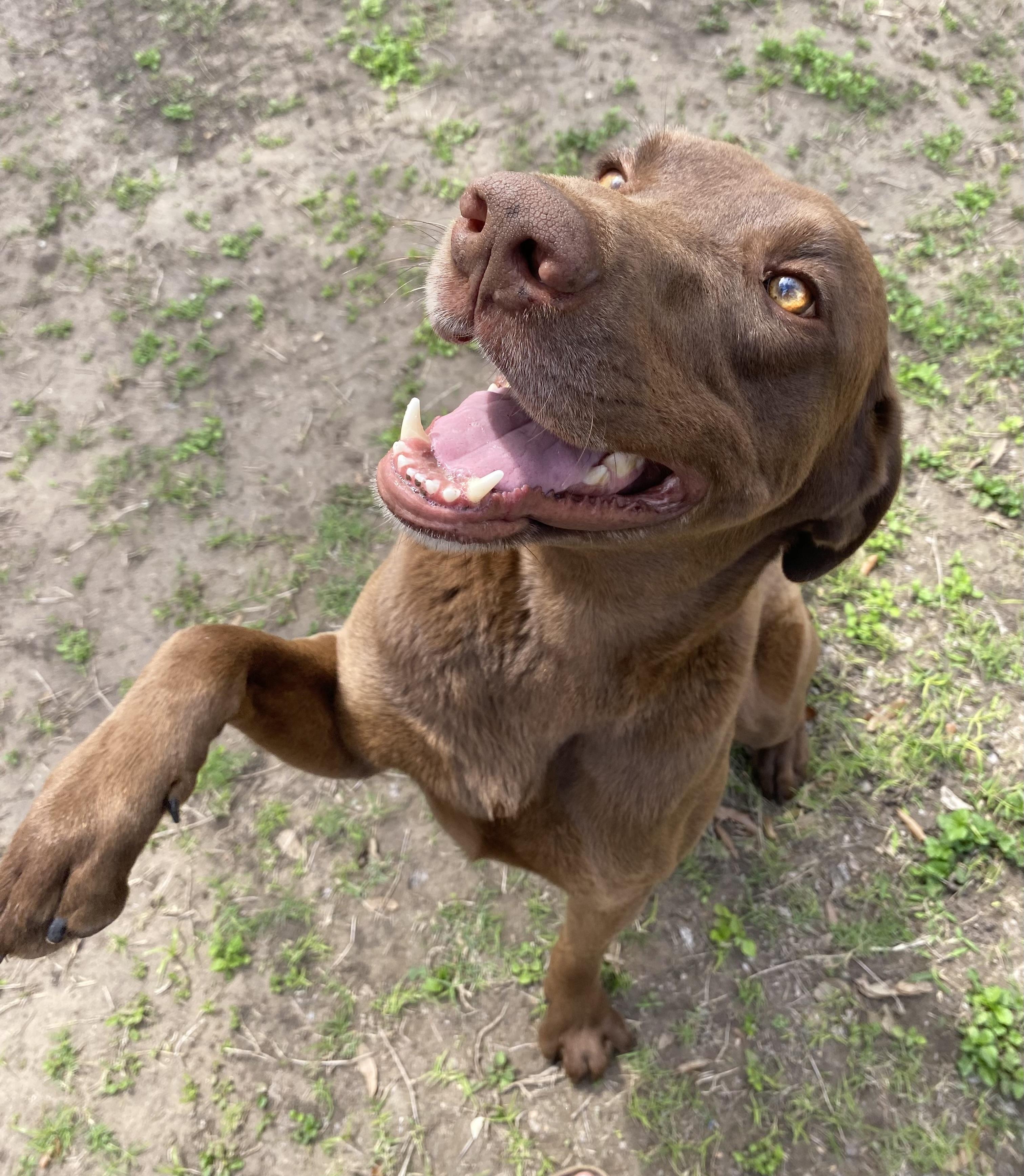 Griz, an adopted Chocolate Labrador Retriever in Pittsburgh, PA image 3/4