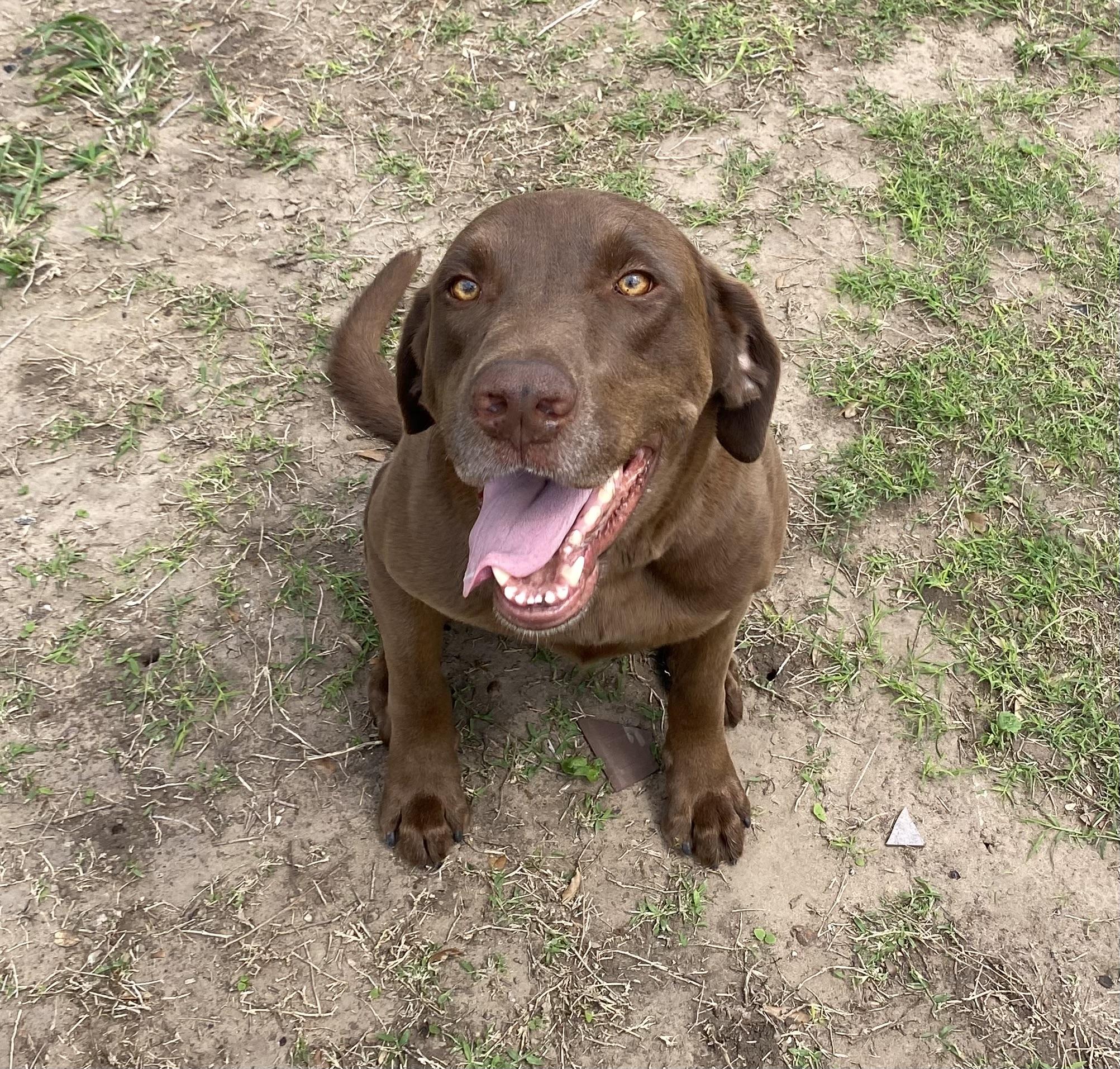 Griz, an adopted Chocolate Labrador Retriever in Pittsburgh, PA image 4/4