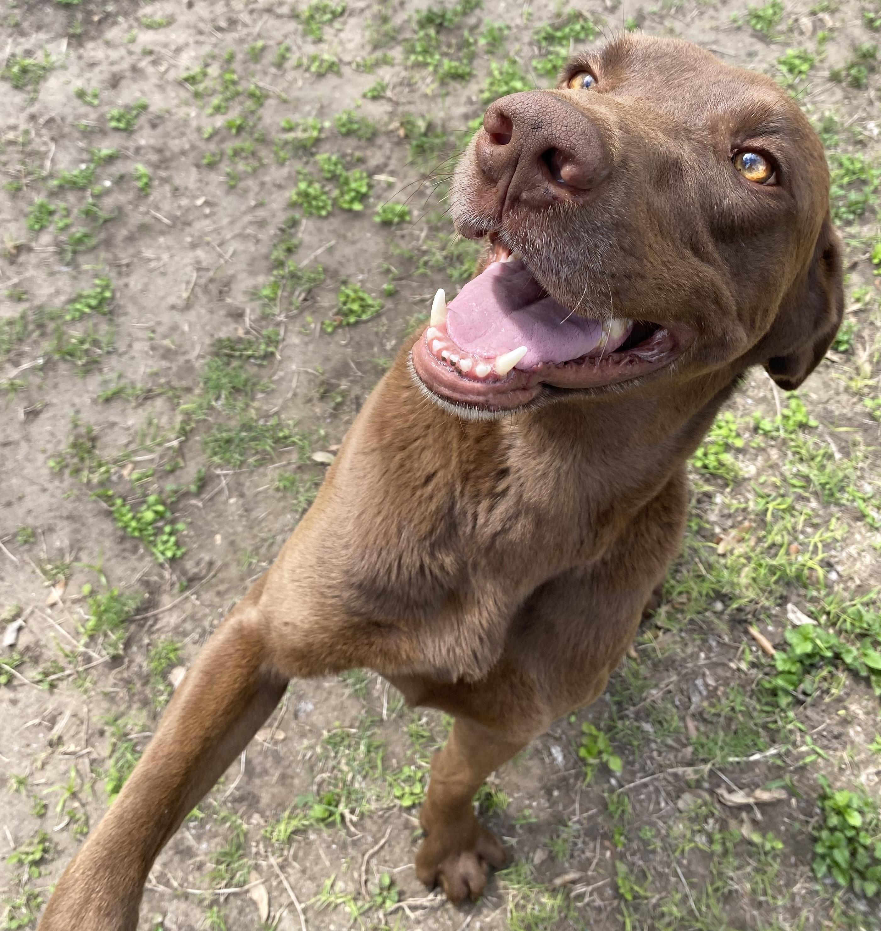 Griz, adopted, Young Male Chocolate Labrador Retriever.