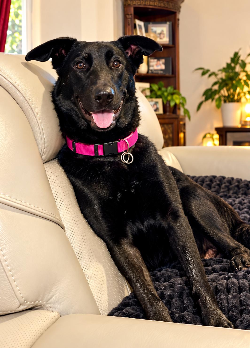 Juno photo
