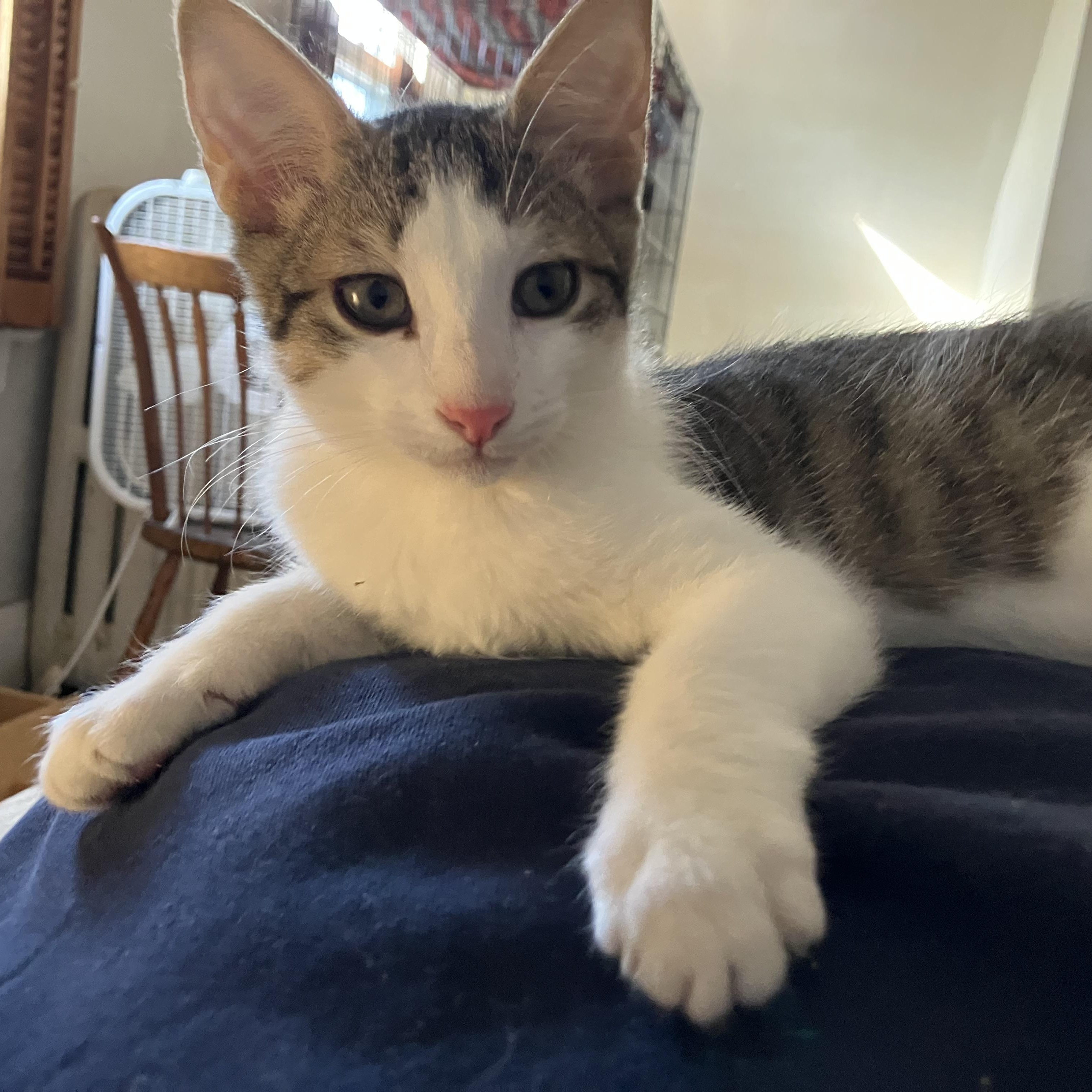 Tiger, adopted, Kitten Male Domestic Short Hair.