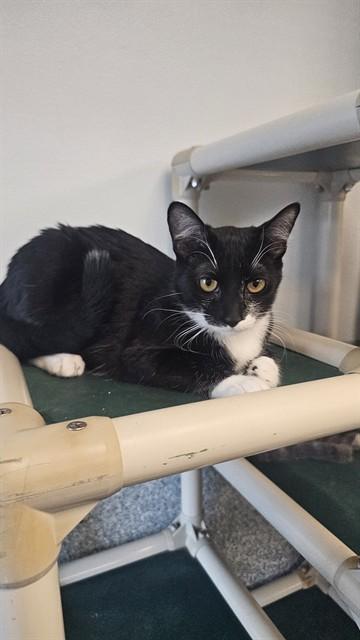 Enlarge LUNA, a Adoptable Domestic Short Hair in Paradise, CA image 1/1