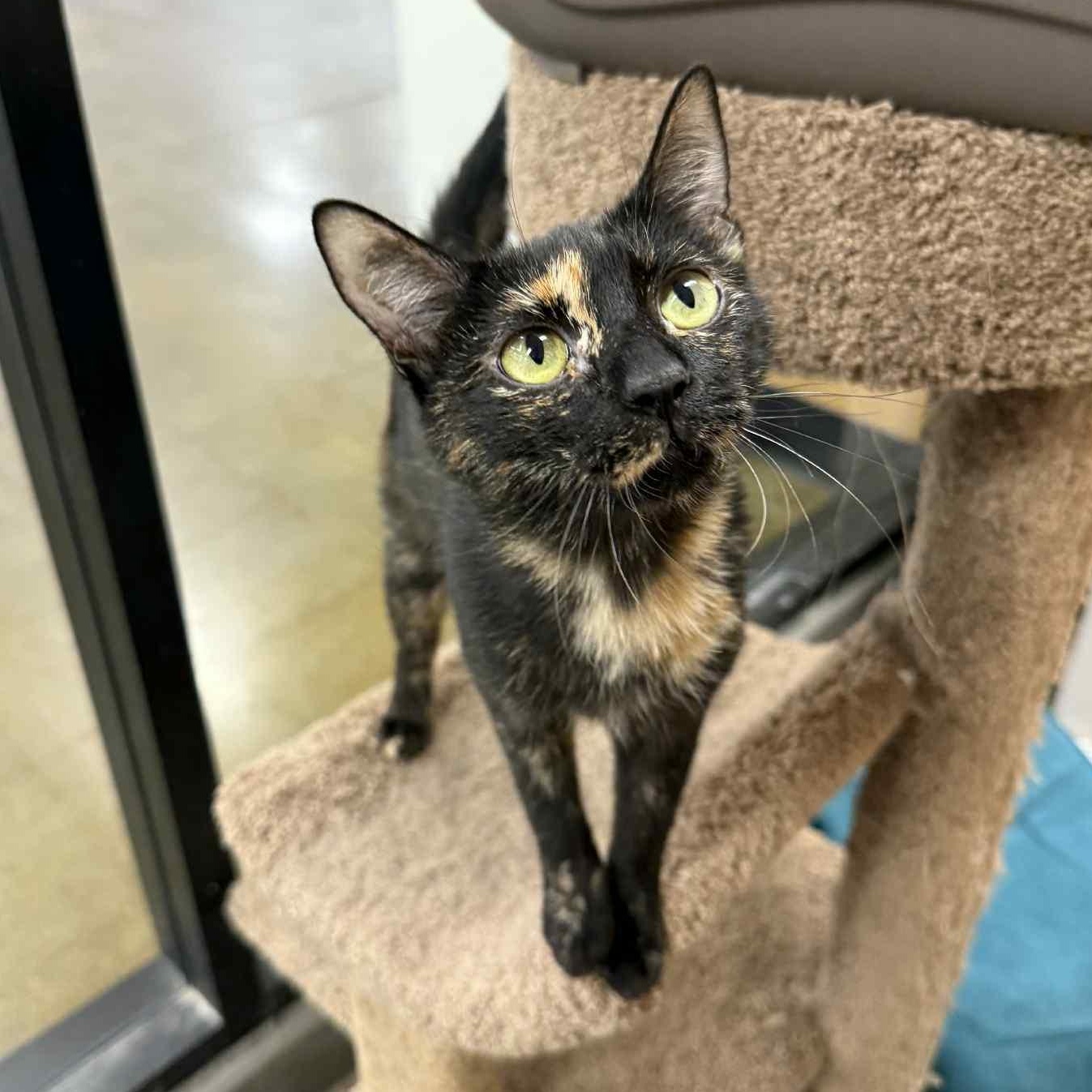 Alyza, Adoptable, Young Female Tortoiseshell & Domestic Short Hair.