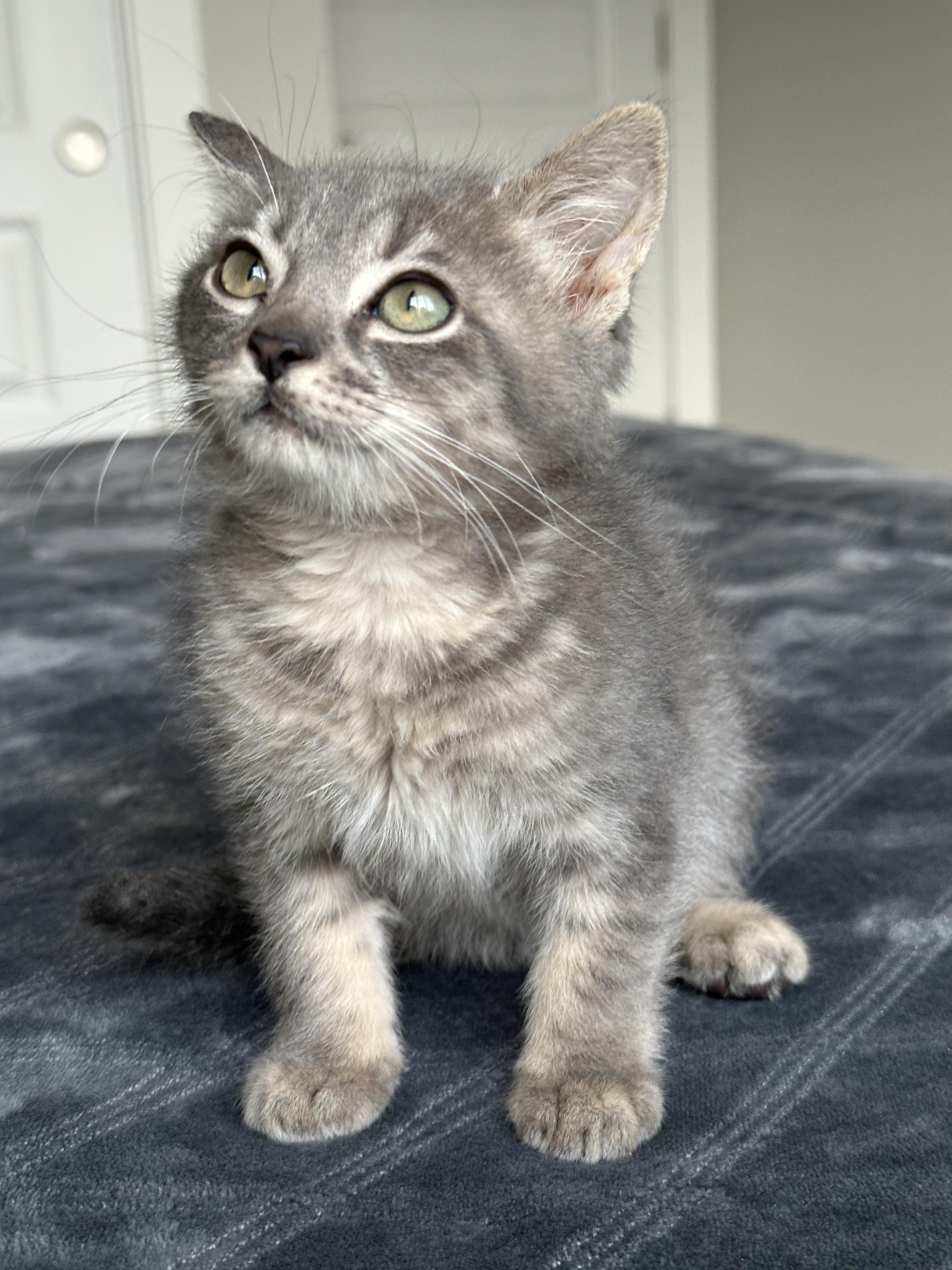 Enlarge Icicle, a ADOPTABLE Tabby in Pasco, WA image 3/4
