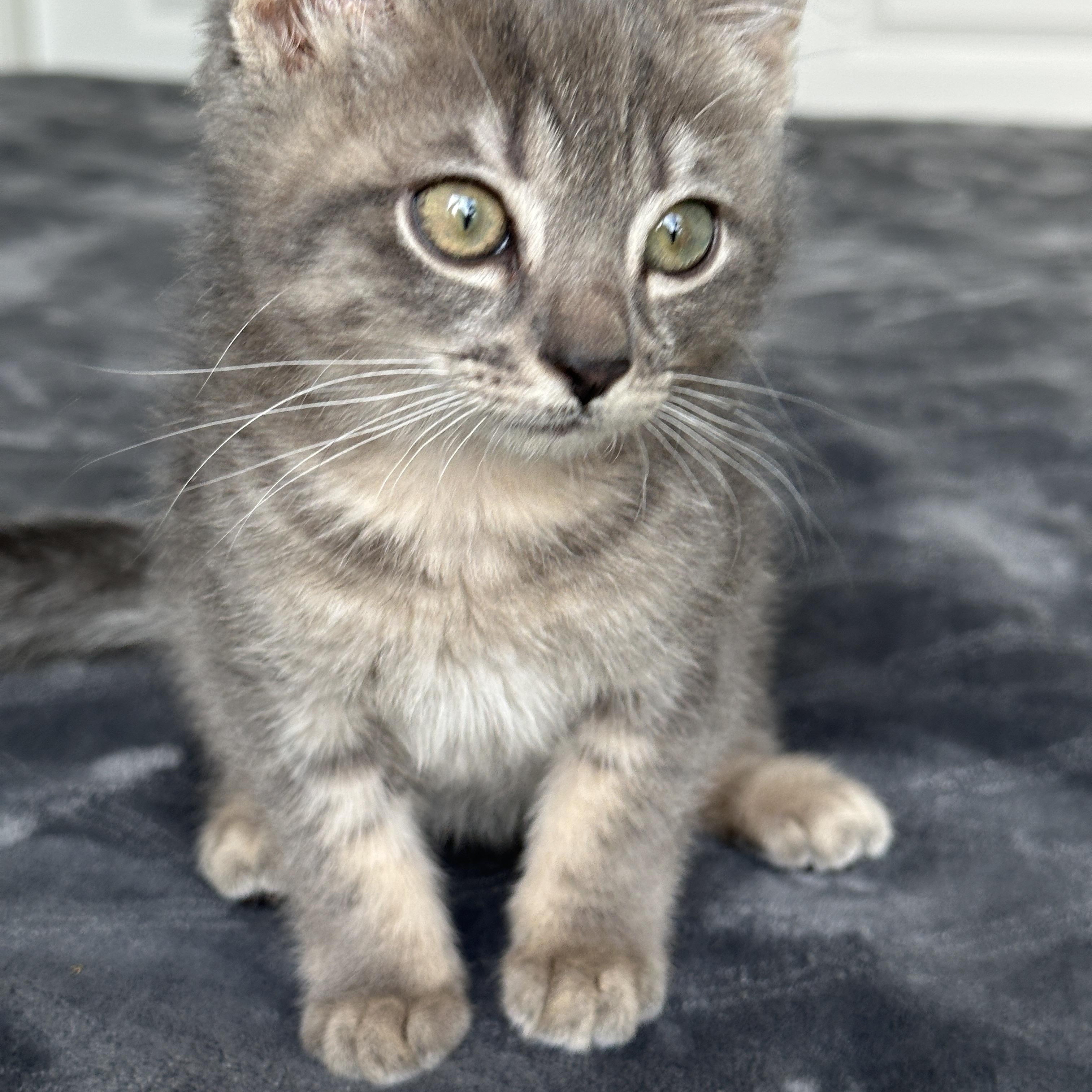 Enlarge Icicle, a ADOPTABLE Tabby in Pasco, WA image 1/4
