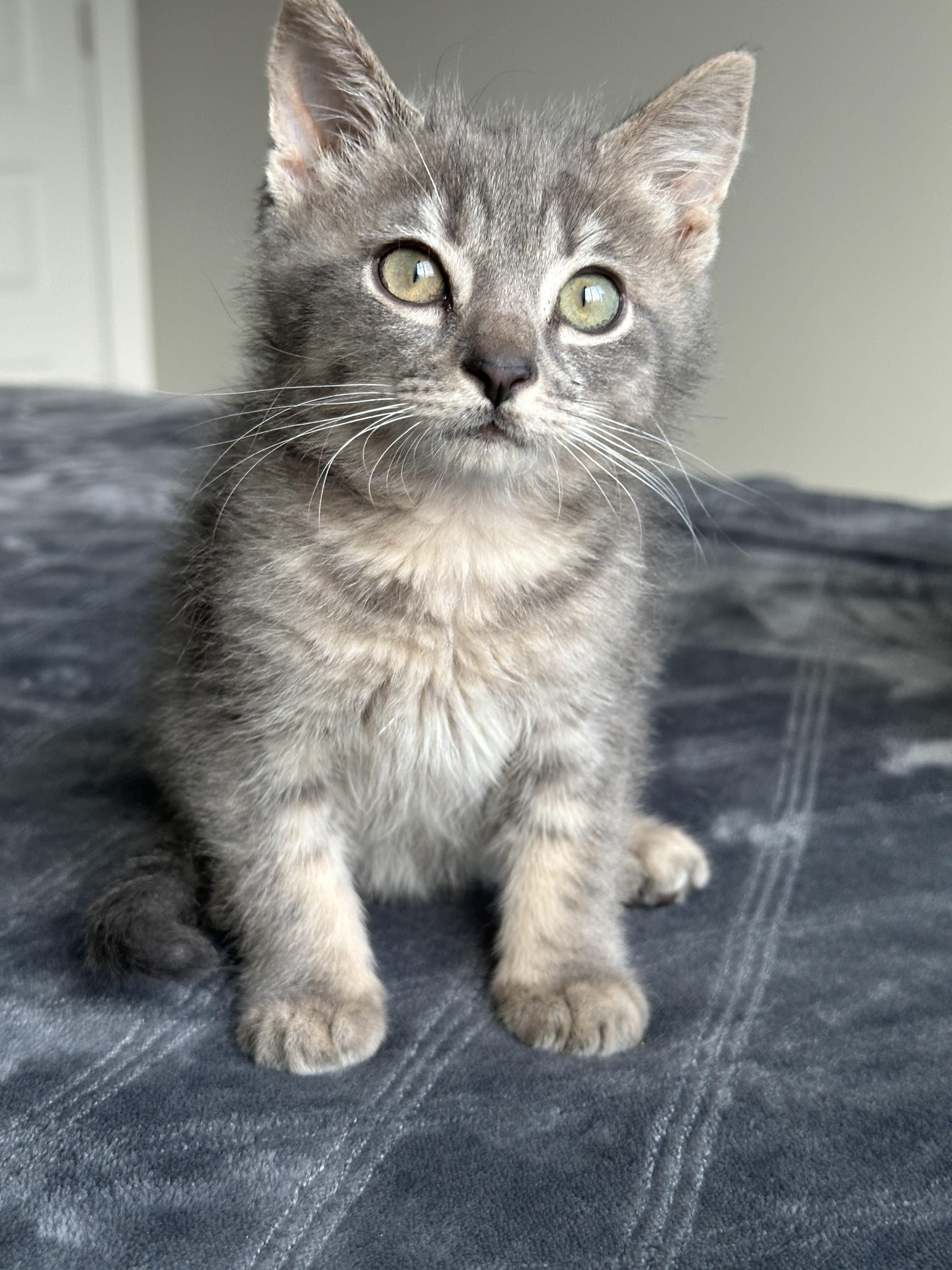 Enlarge Icicle, a ADOPTABLE Tabby in Pasco, WA image 2/4