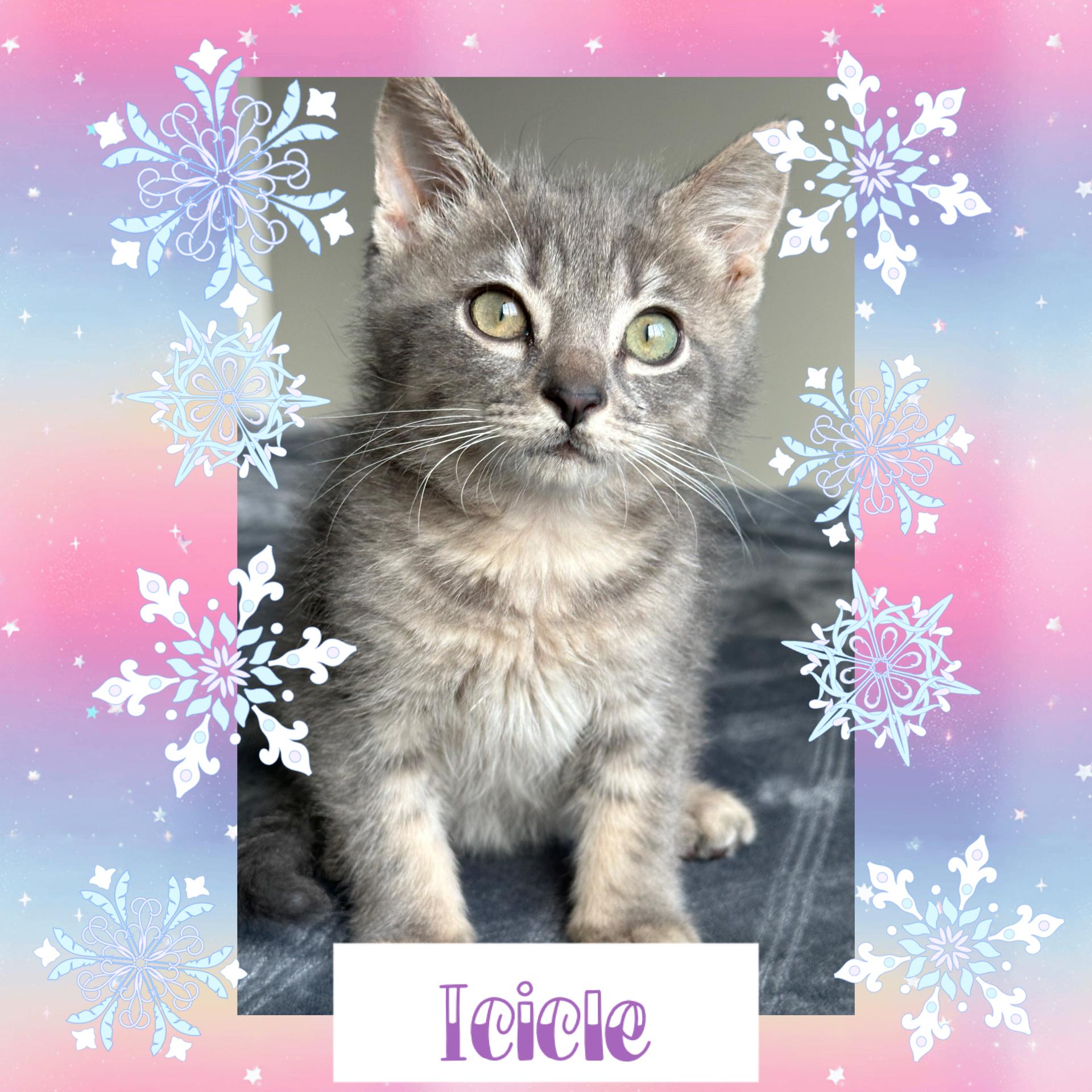 Enlarge Icicle, a ADOPTABLE Tabby in Pasco, WA image 4/4
