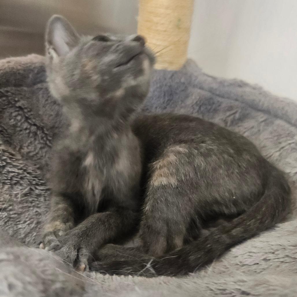 Bunny, Adoptable, Kitten Female Domestic Short Hair.