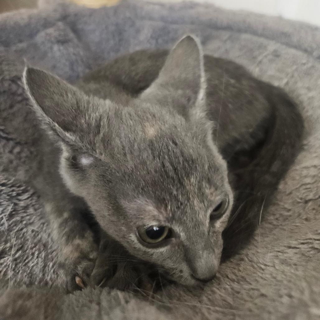 Bunny, a Adoptable Domestic Short Hair in Grantsville, UT image 2/2