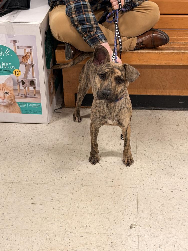 Missy, Adoptable, Young Female Mountain Cur.